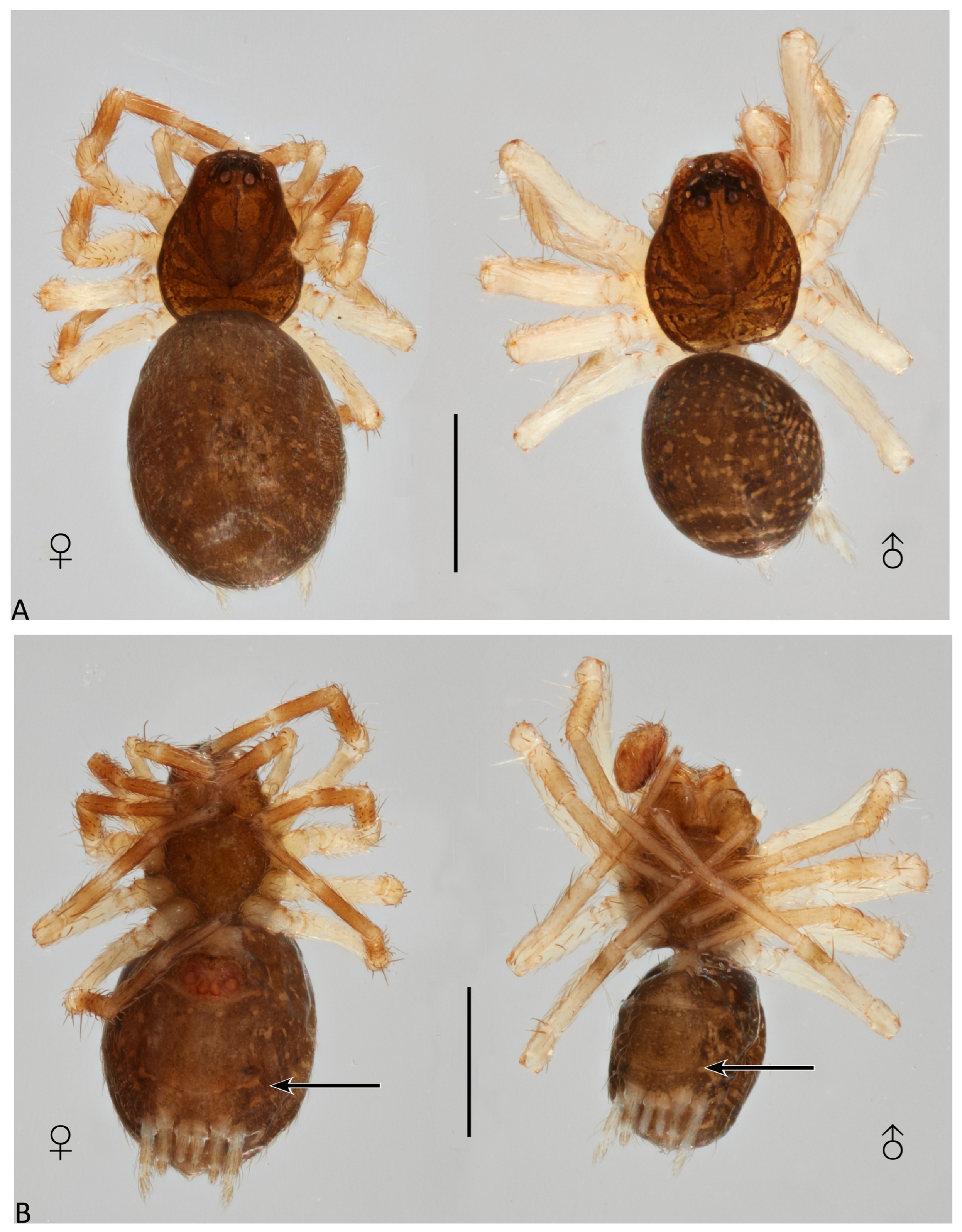 Taxonomy 04 00005 g019