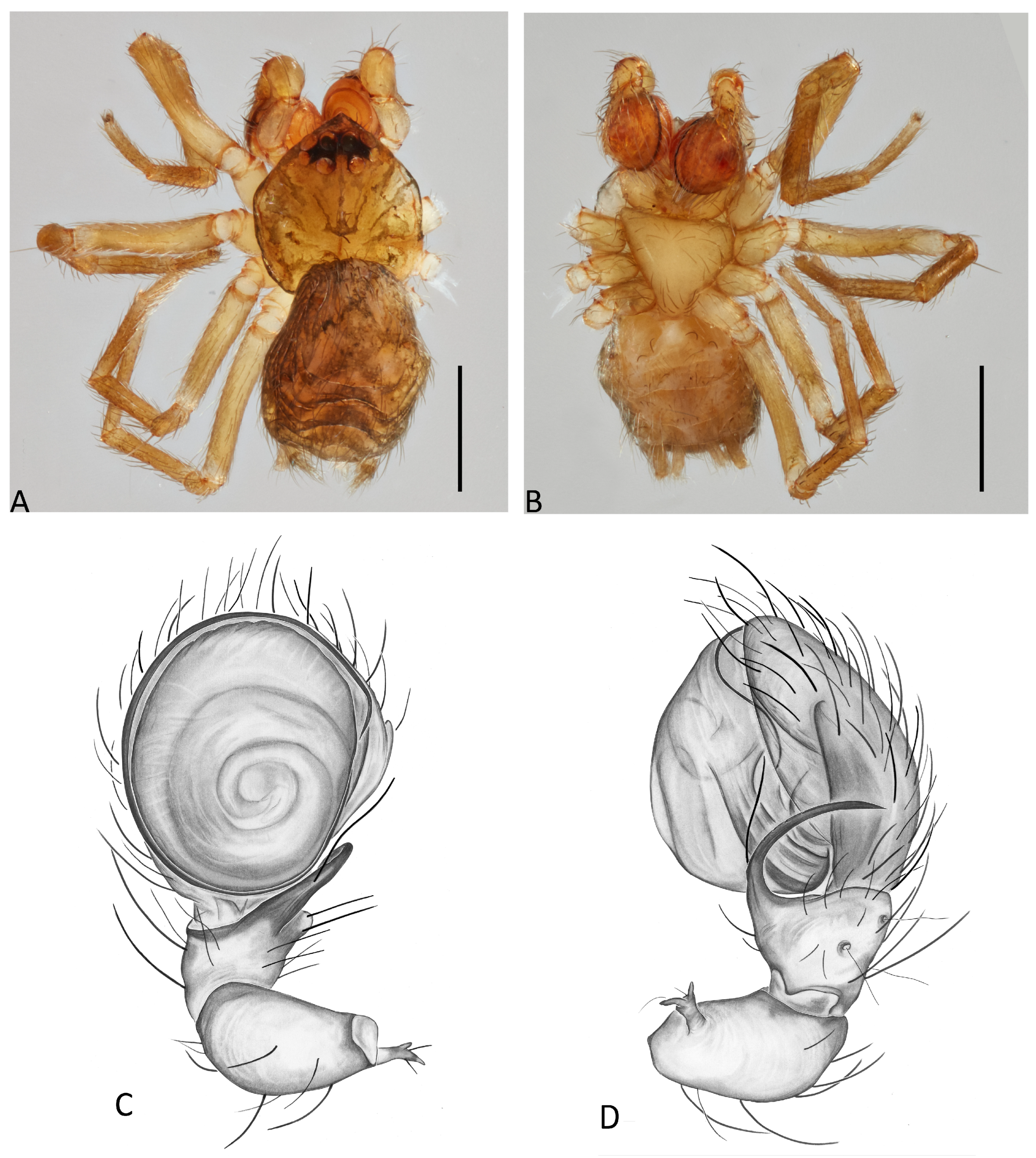 Taxonomy 04 00005 g023
