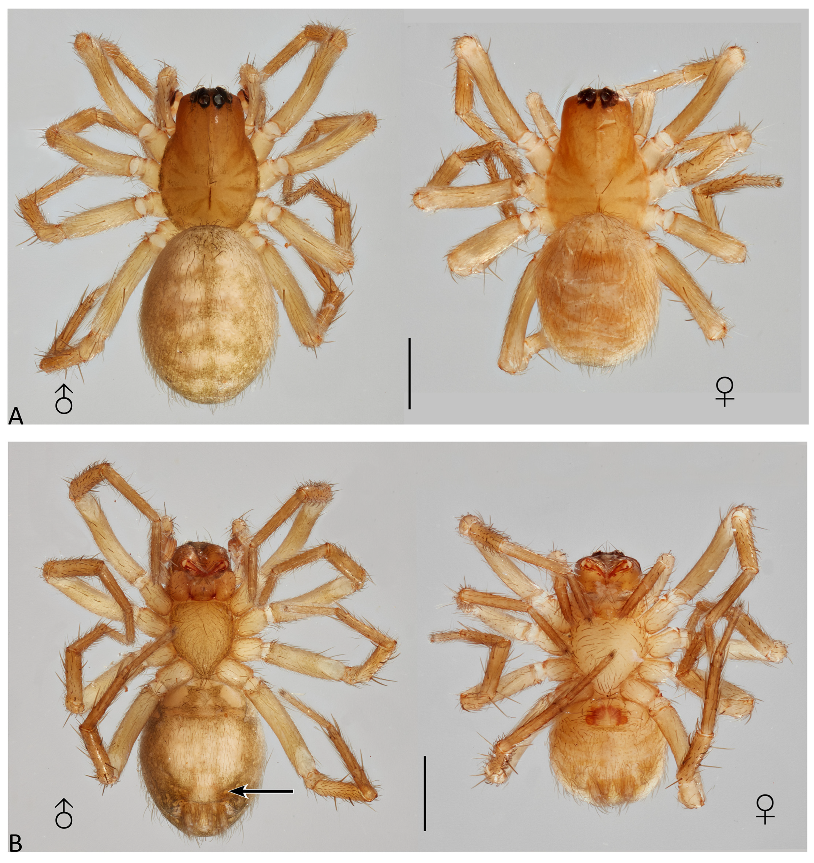 Taxonomy 04 00005 g024