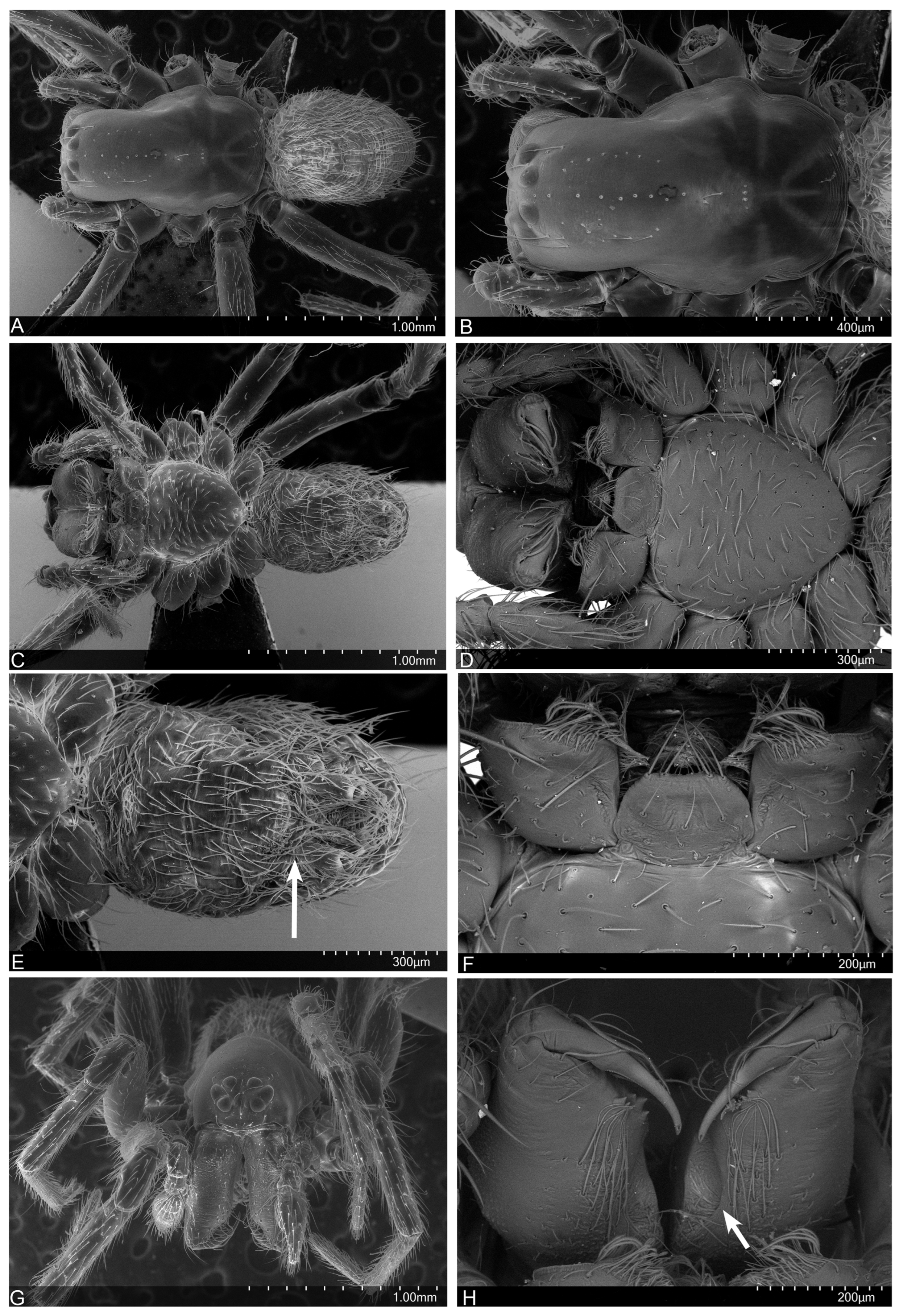 Taxonomy 04 00005 g026