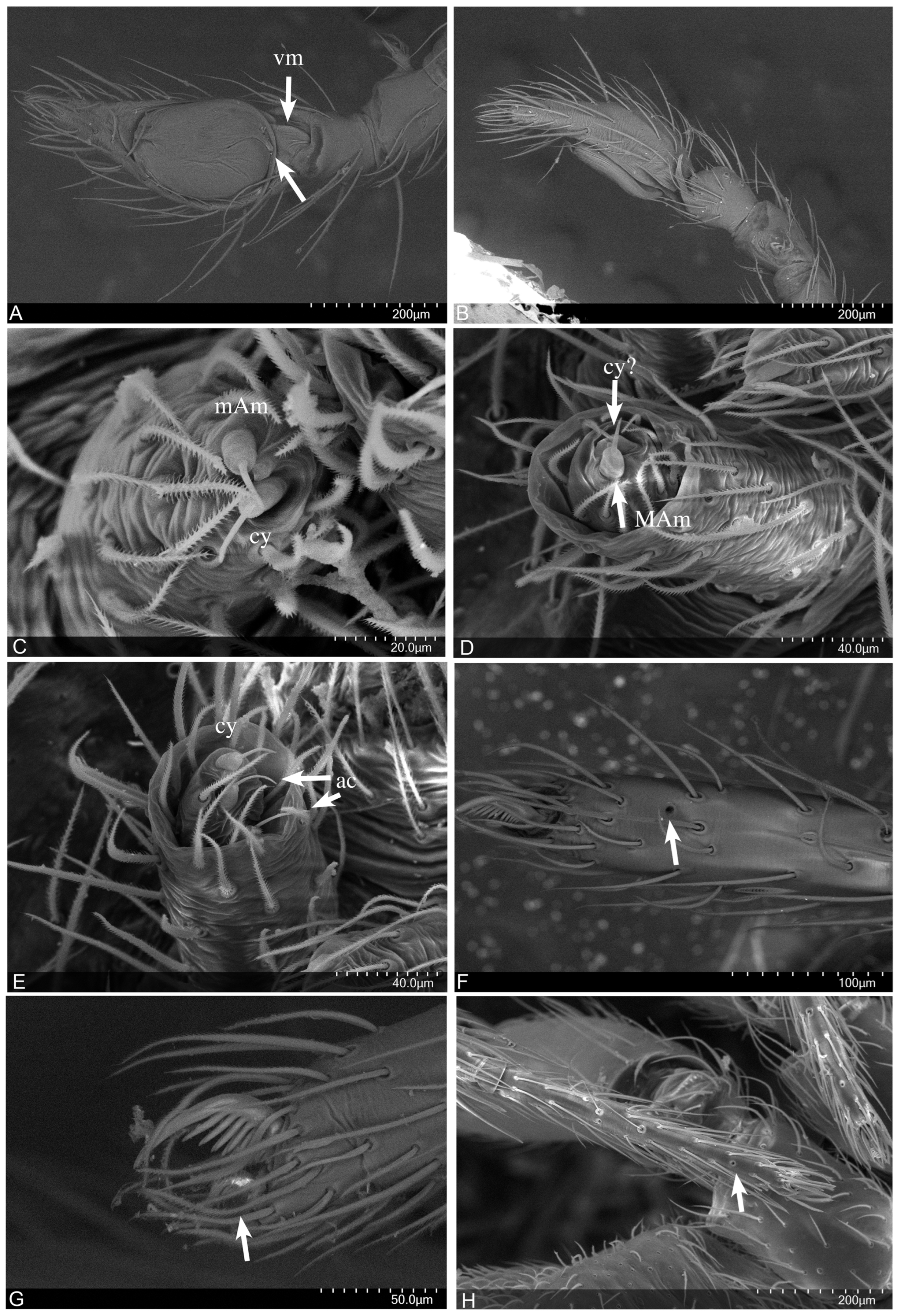 Taxonomy 04 00005 g027