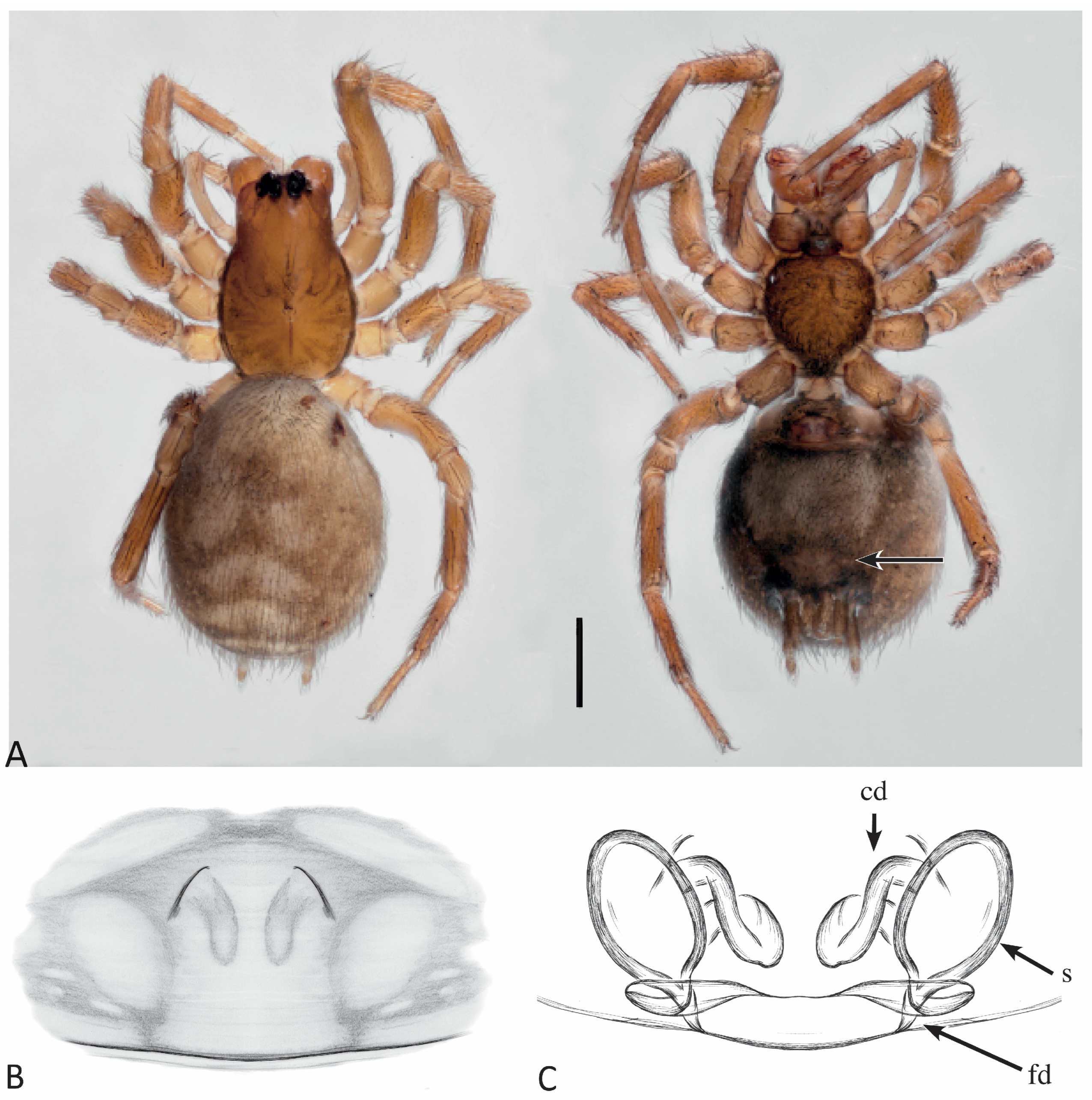Taxonomy 04 00005 g028
