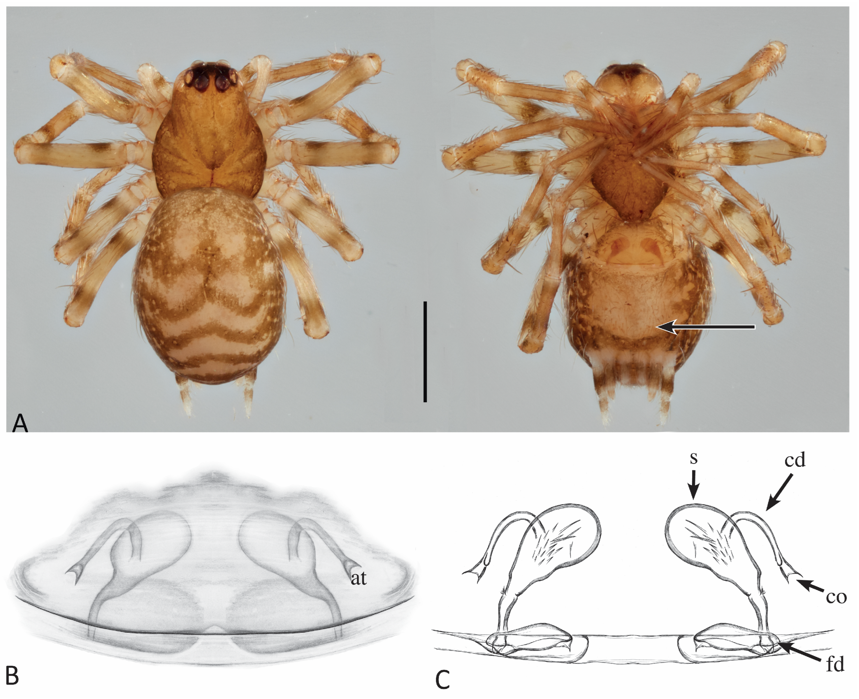 Taxonomy 04 00005 g029