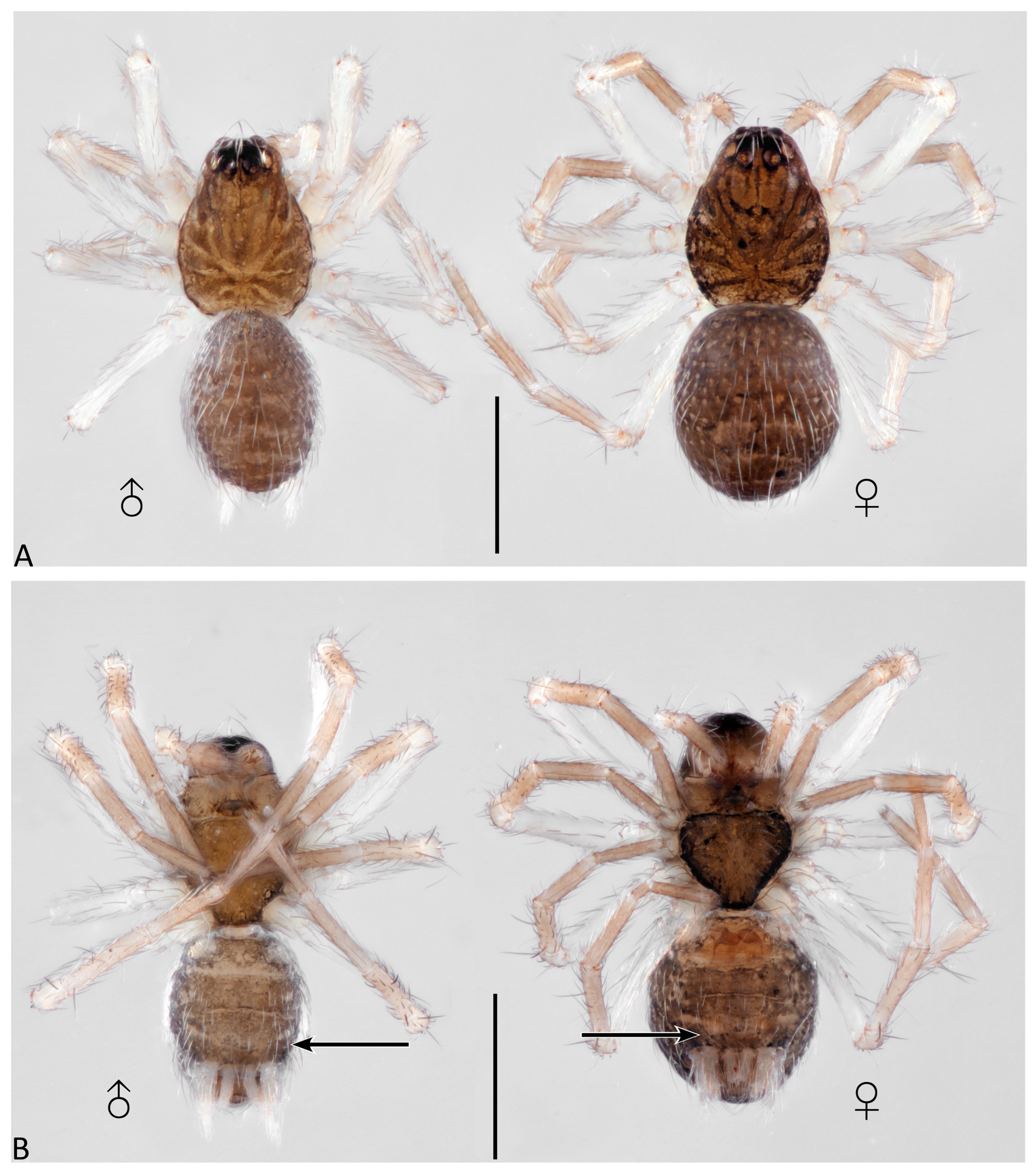 Taxonomy 04 00005 g030