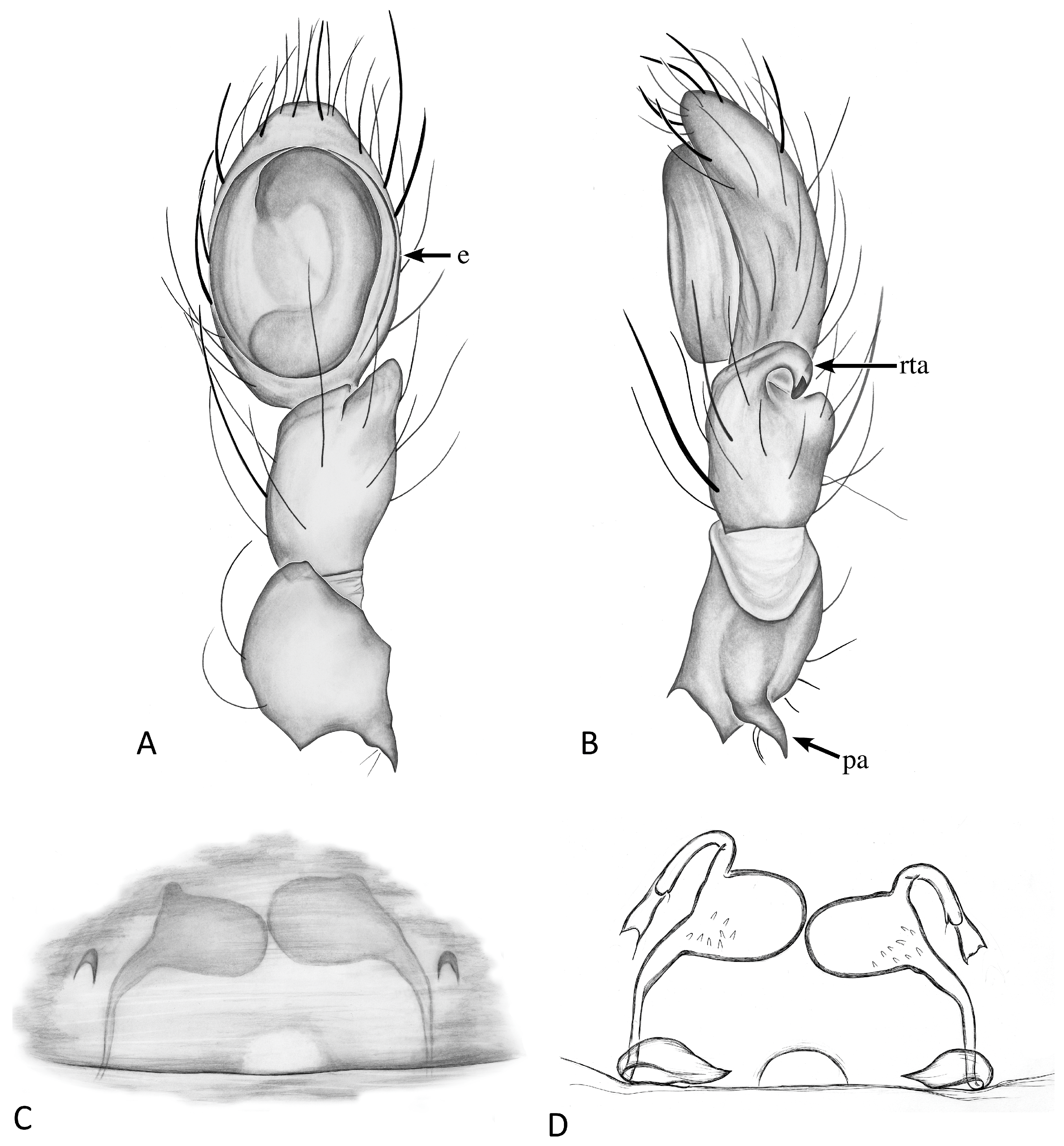 Taxonomy 04 00005 g031