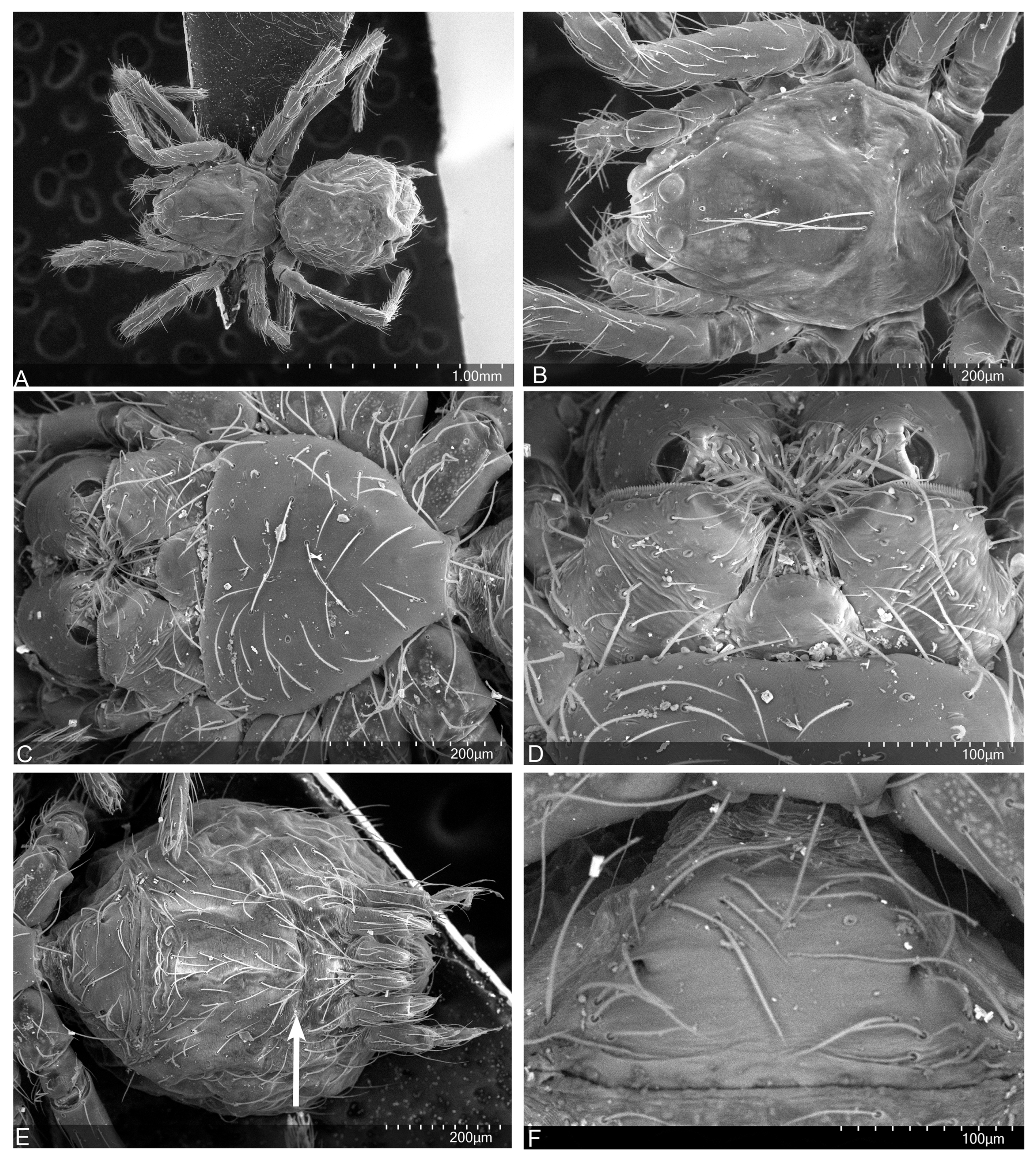 Taxonomy 04 00005 g032