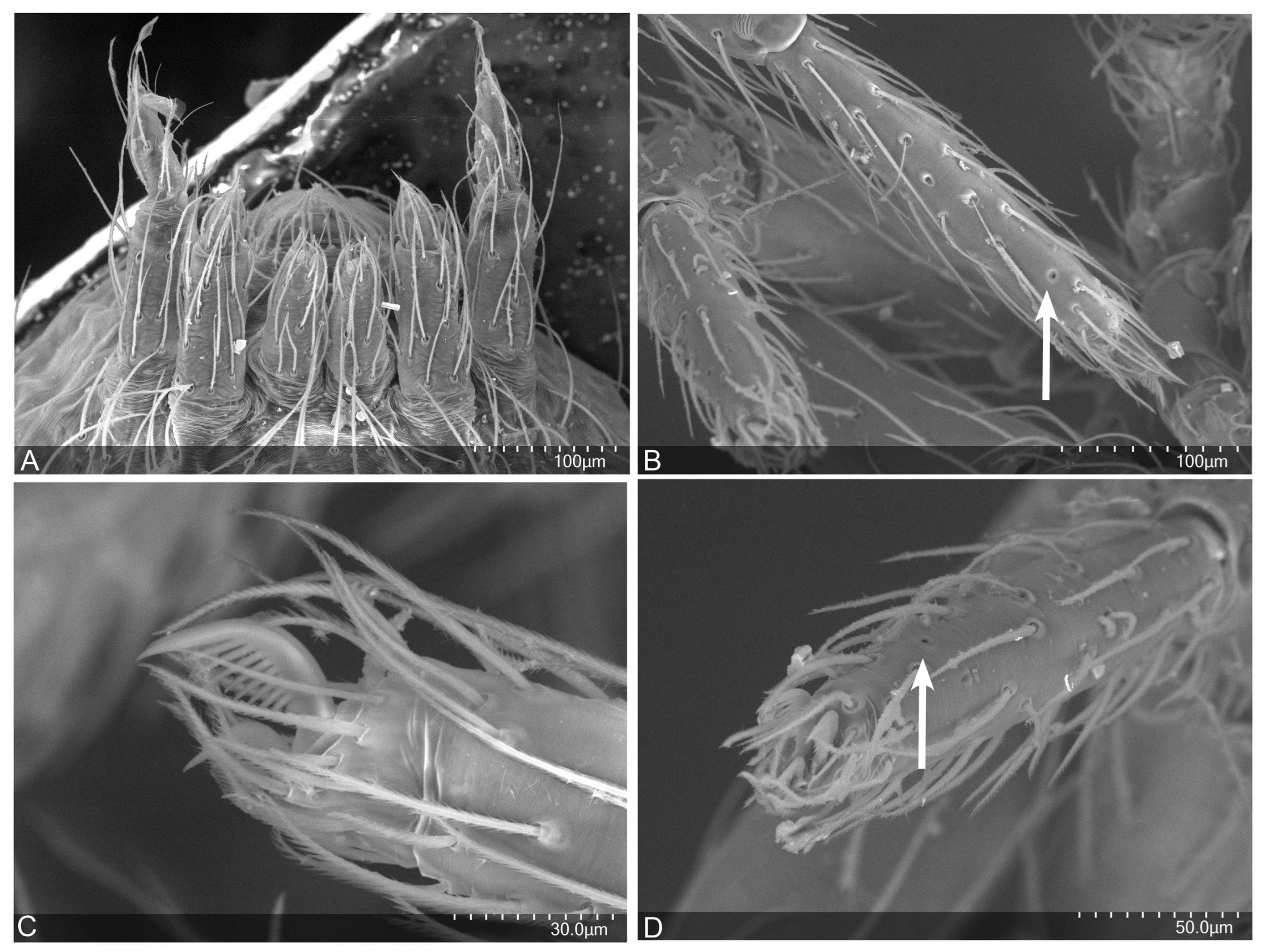 Taxonomy 04 00005 g033