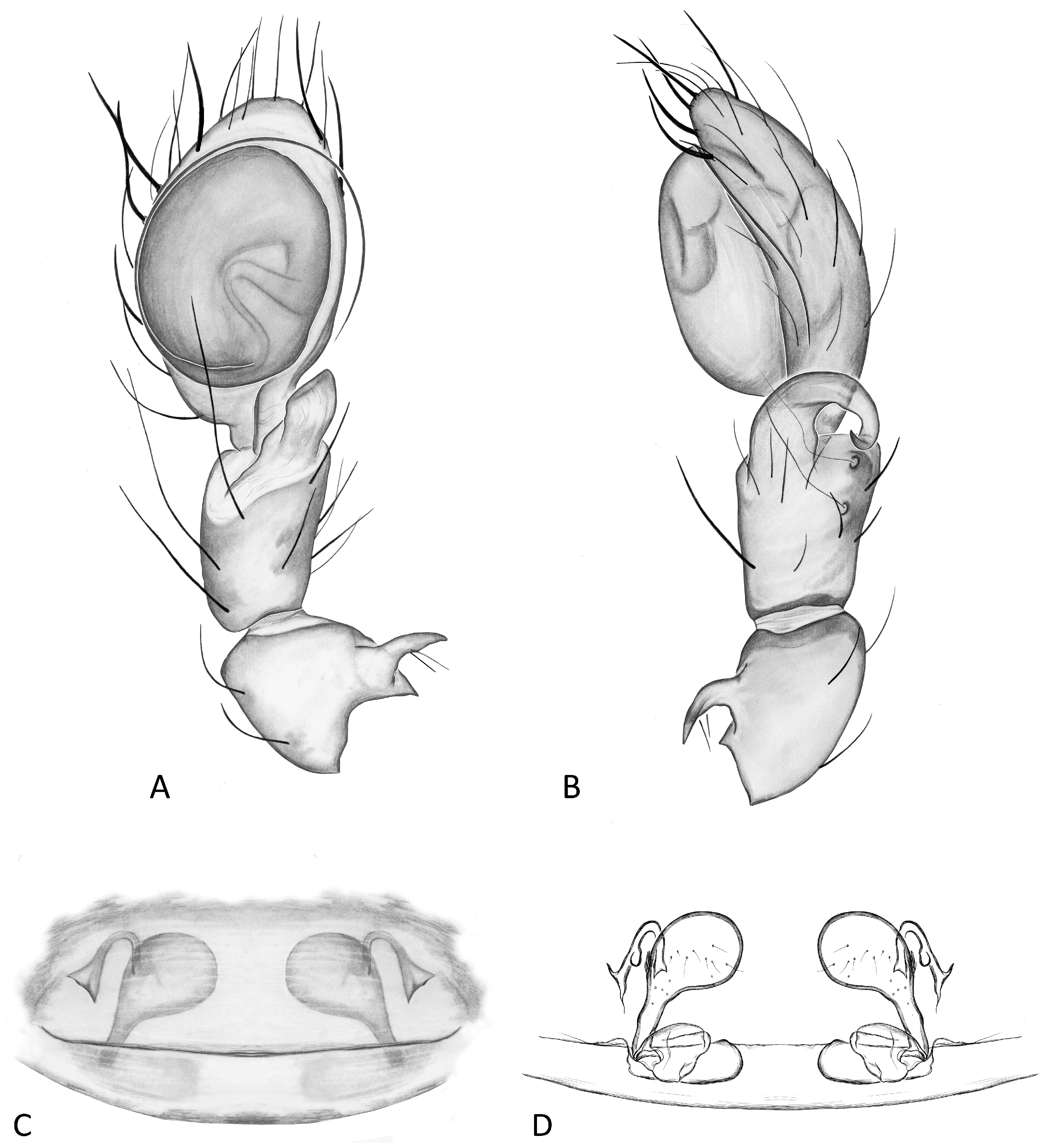 Taxonomy 04 00005 g035