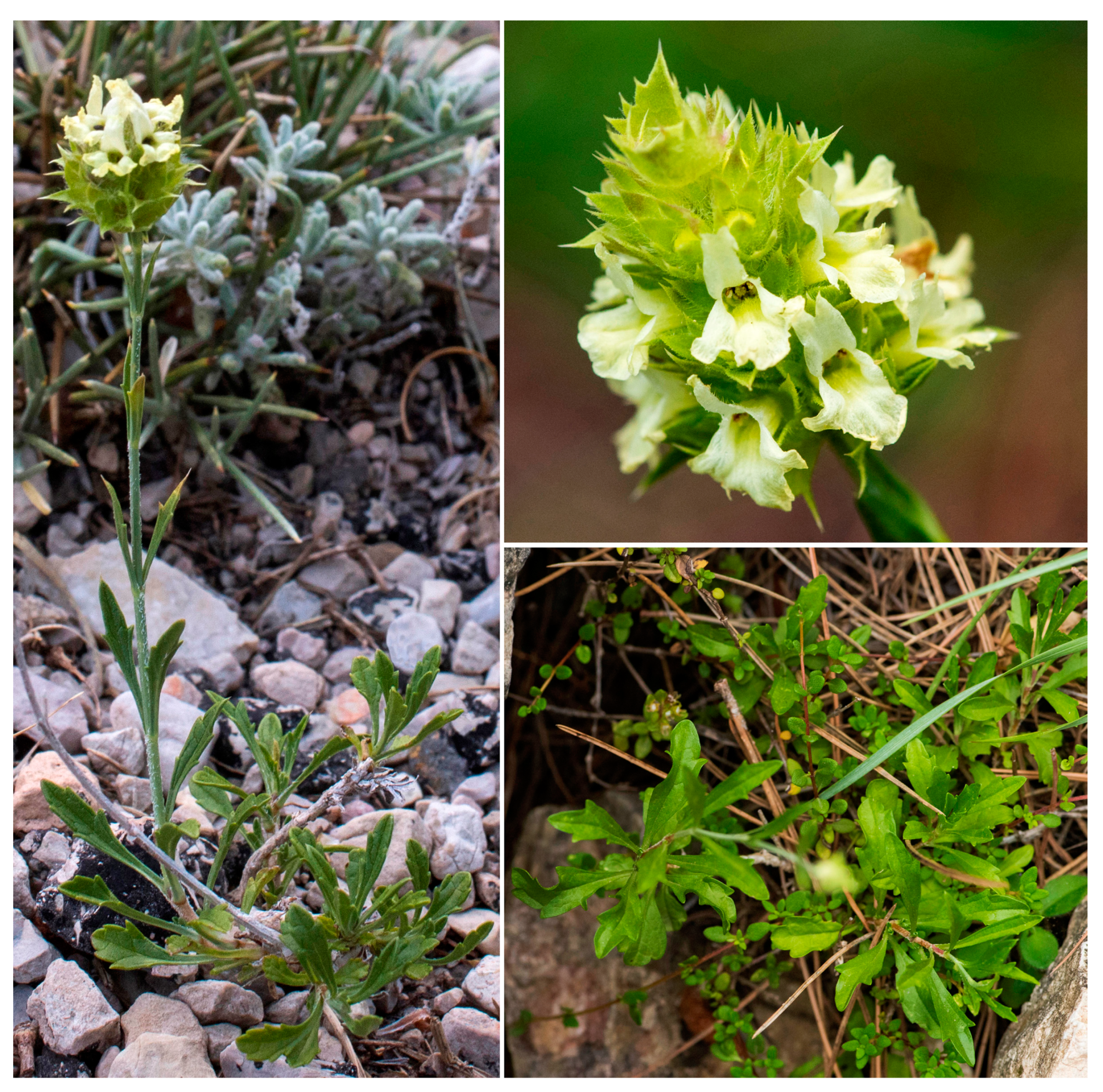 Taxonomy 04 00006 g002 Taxonomy 04 00006 g002