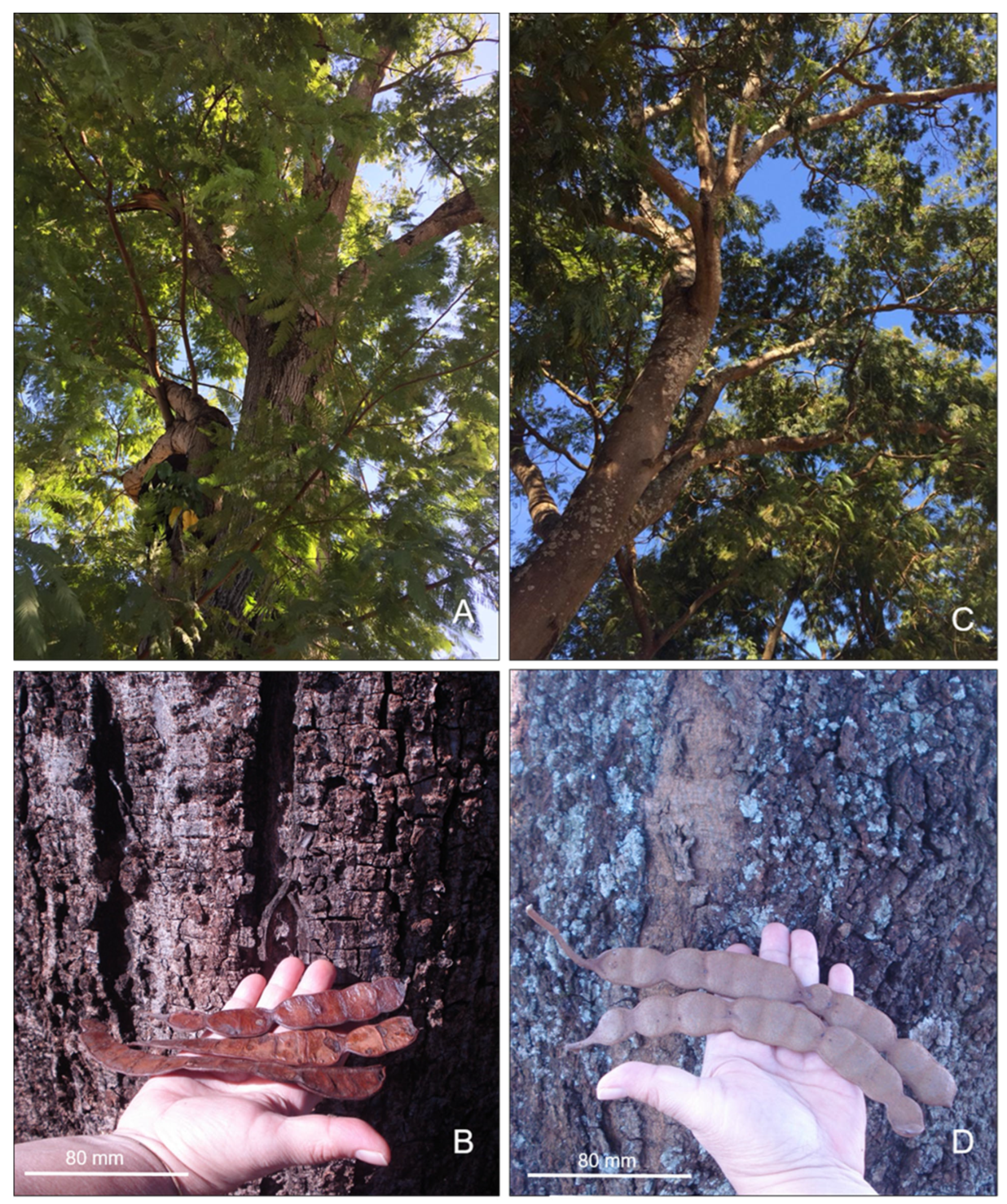 Taxonomy 04 00008 g001 Taxonomy 04 00008 g001