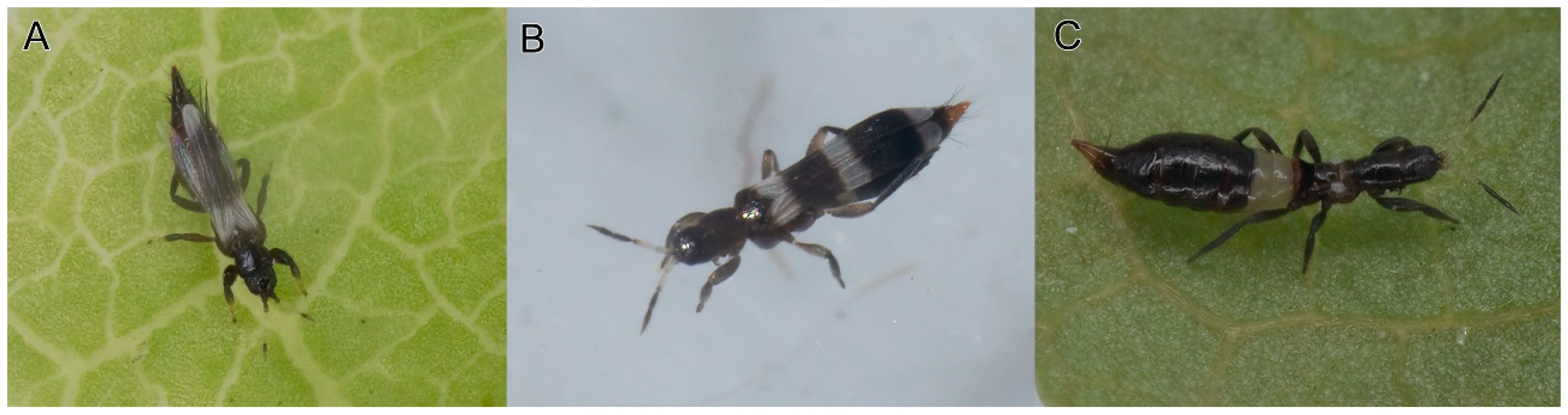 Taxonomy 04 00009 g001