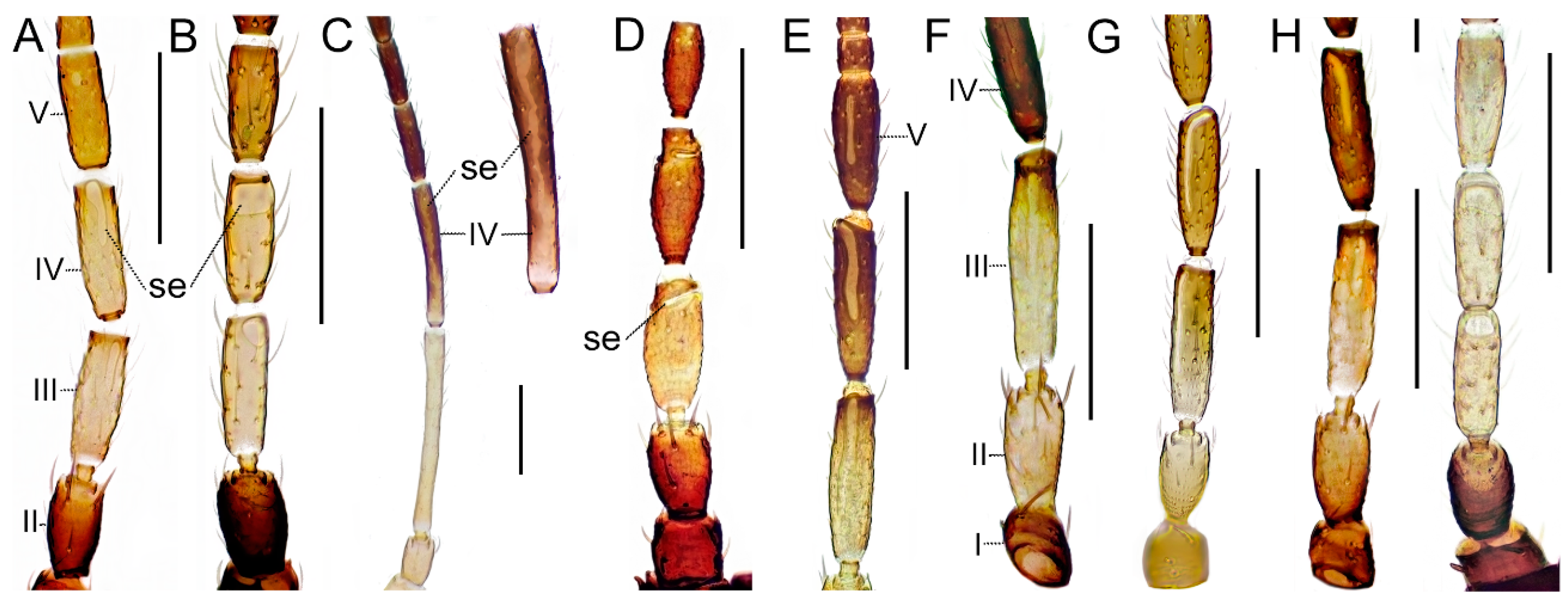 Taxonomy 04 00009 g003