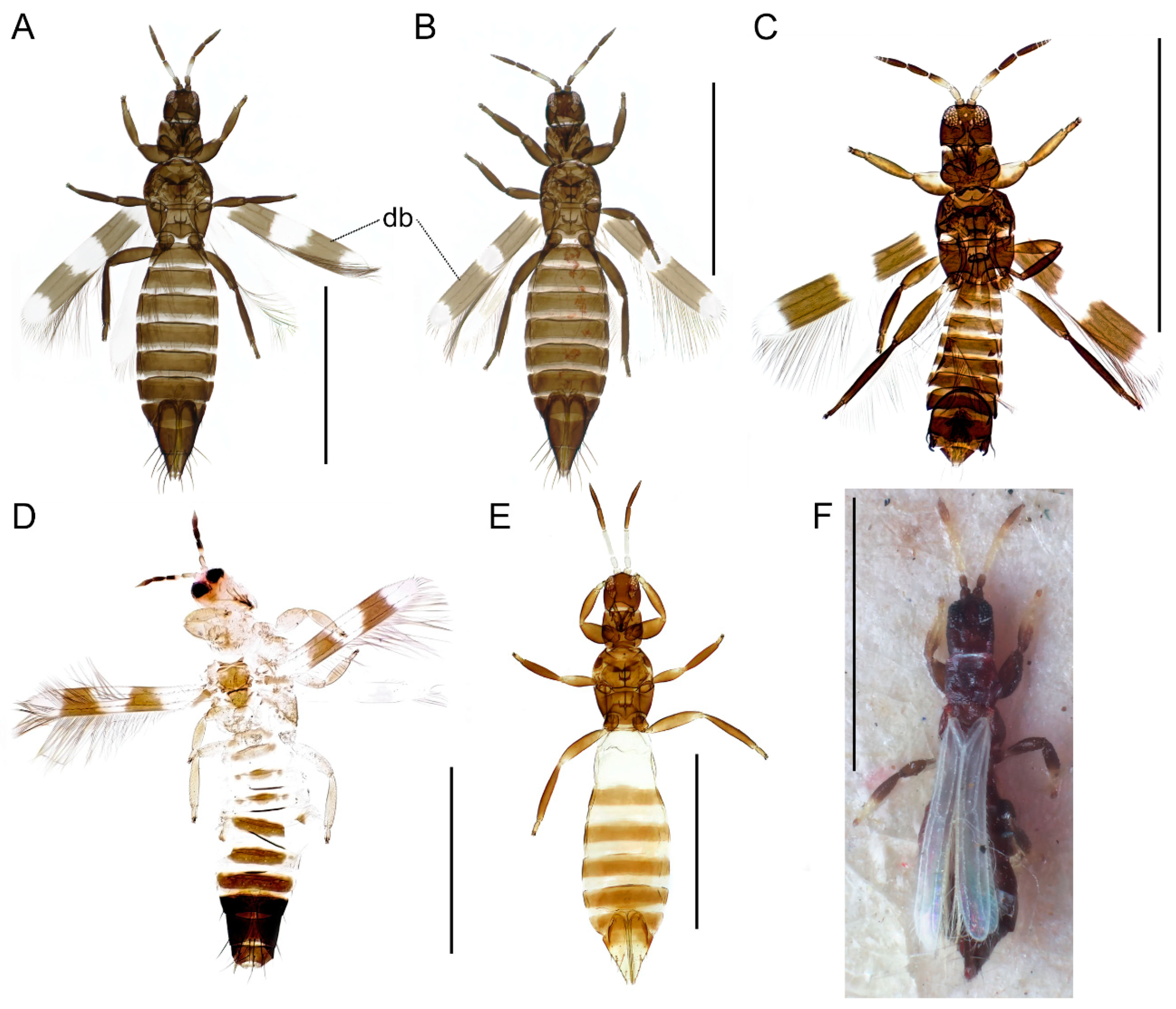 Taxonomy 04 00009 g006