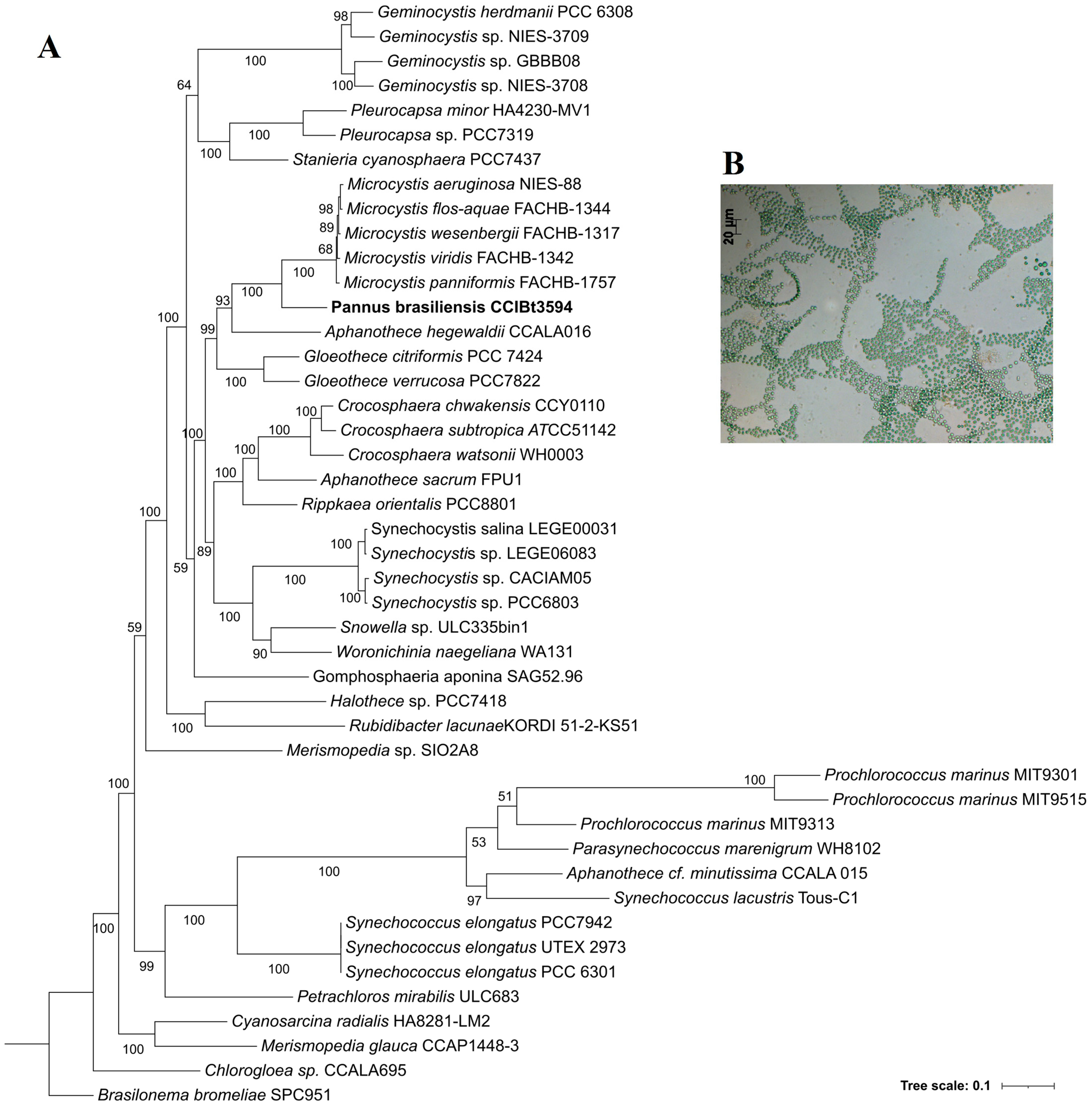 Taxonomy 04 00010 g002 Taxonomy 04 00010 g002