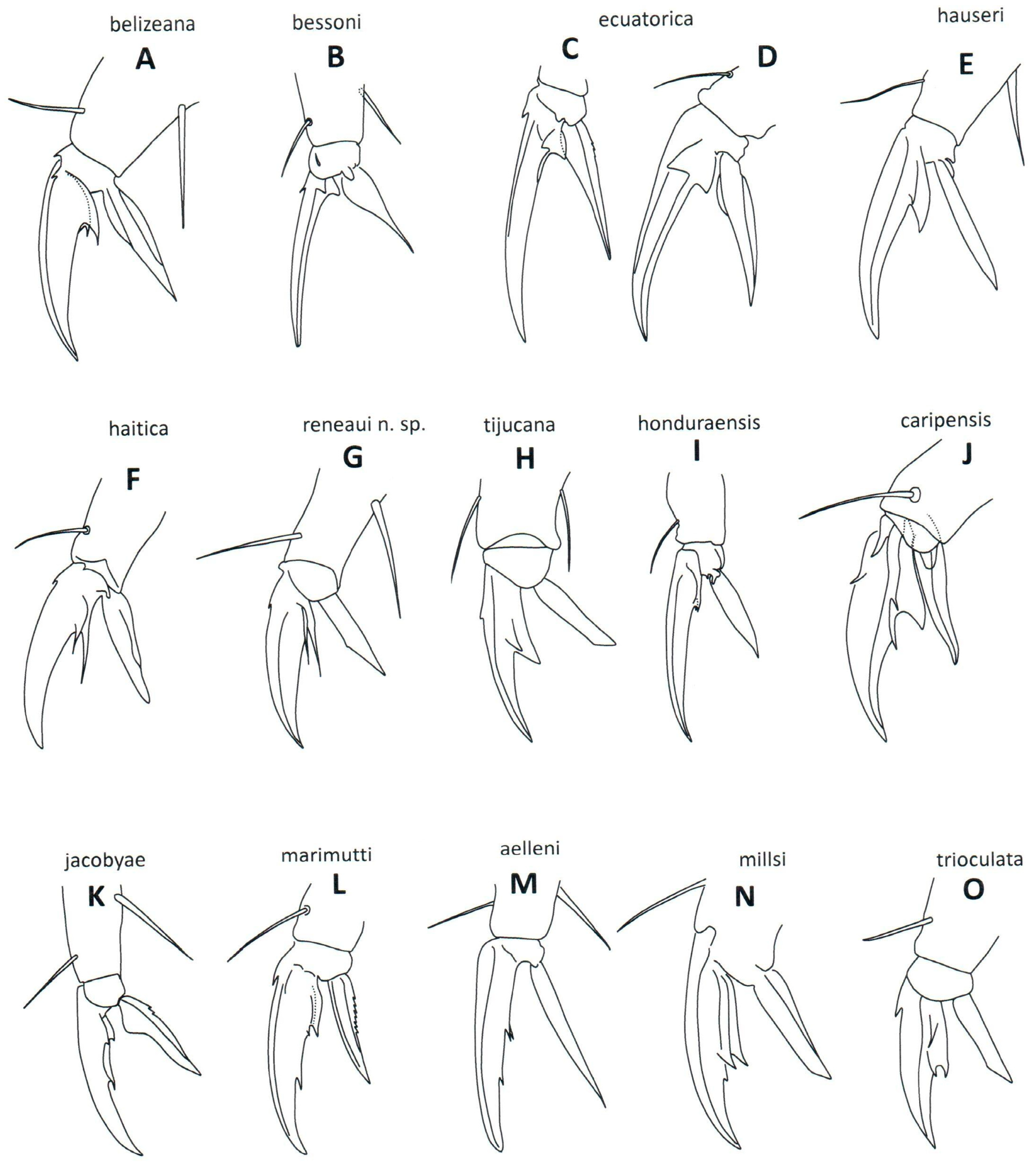 Taxonomy 04 00011 g002
