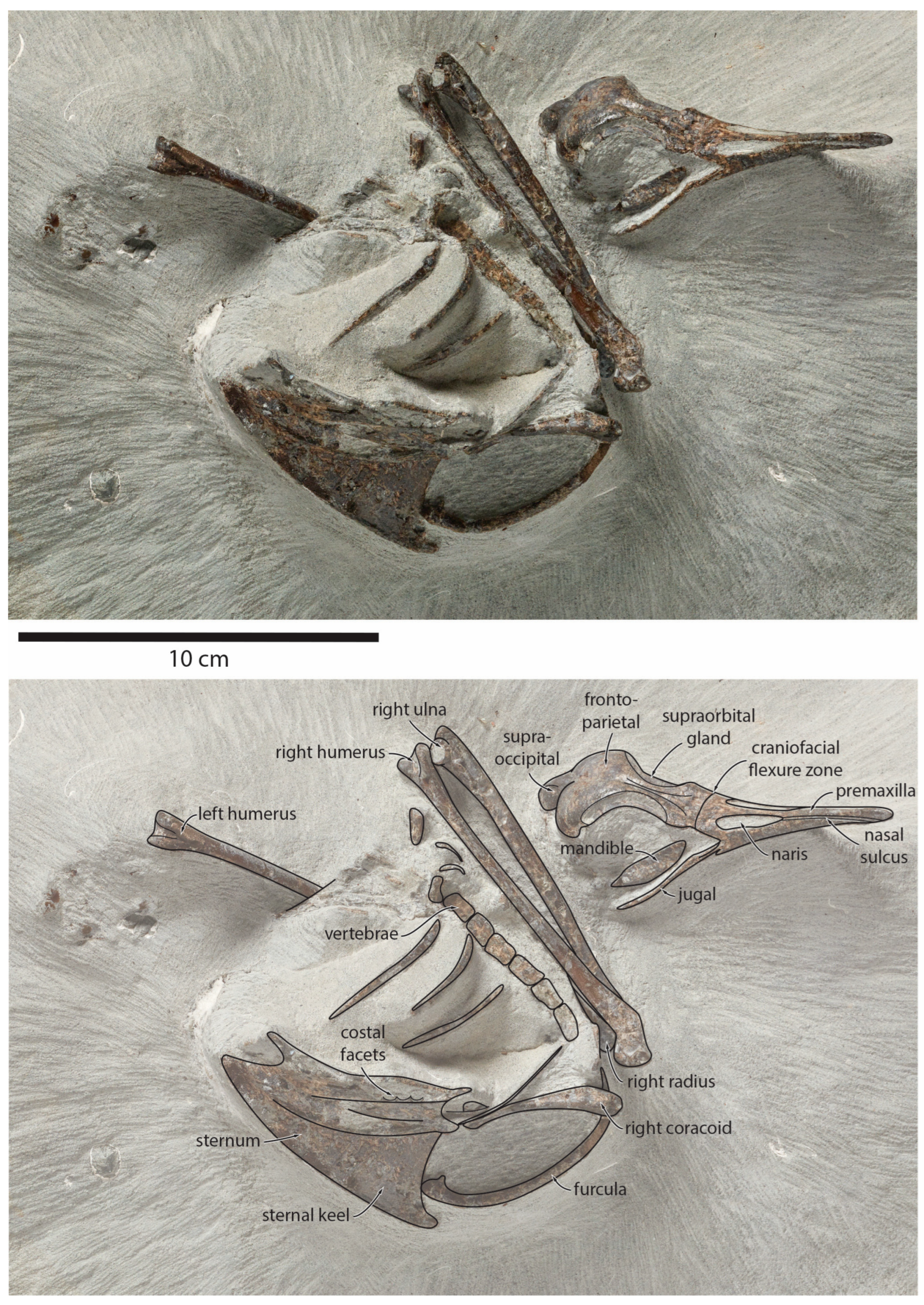 Taxonomy 04 00012 g001 Taxonomy 04 00012 g001