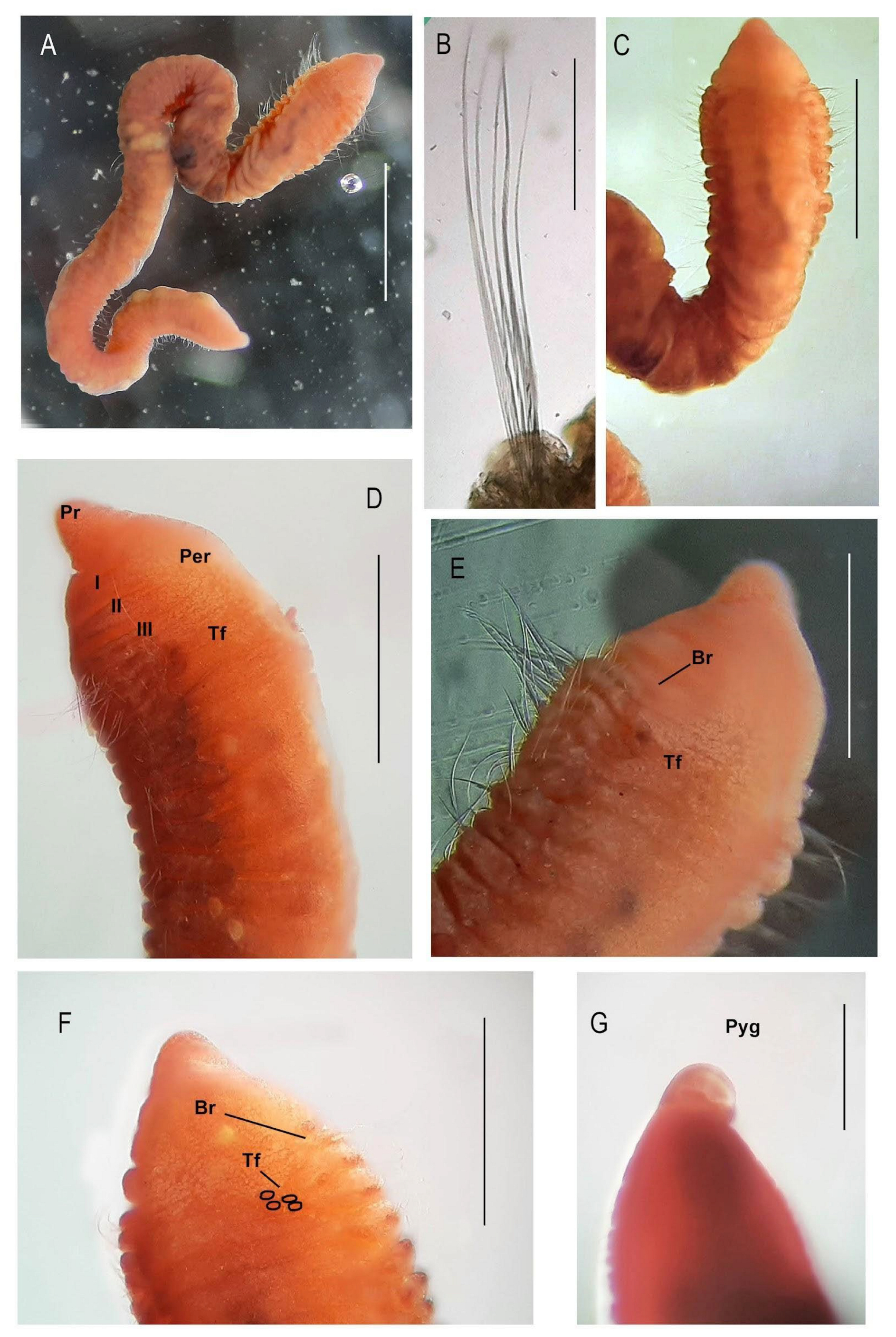 Taxonomy 04 00014 g001
