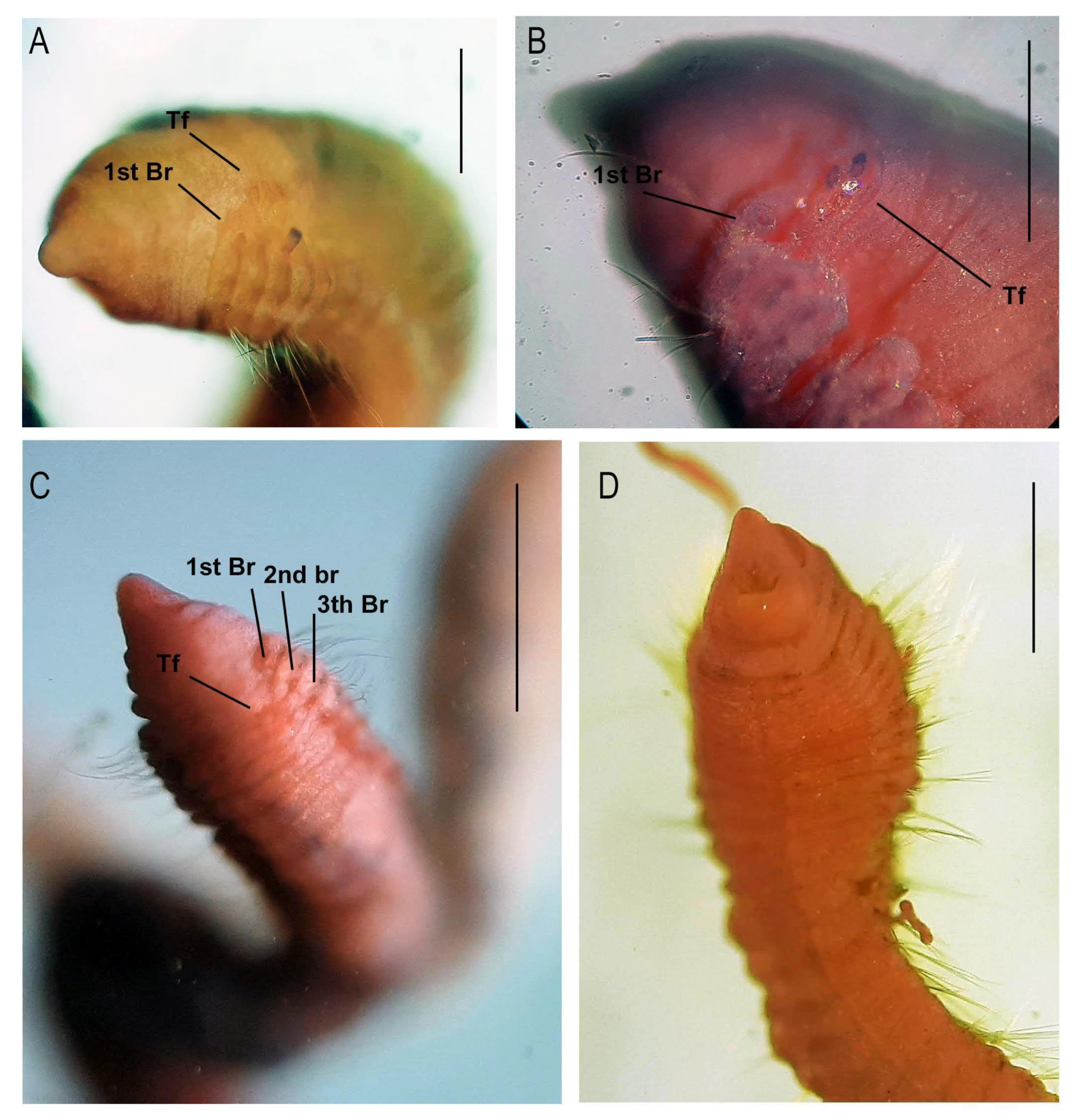 Taxonomy 04 00014 g002
