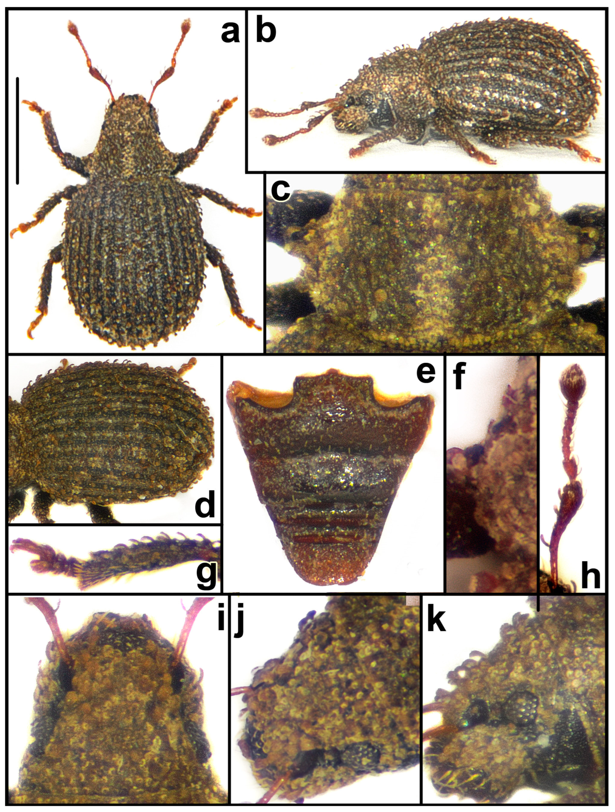 Taxonomy 04 00019 g003