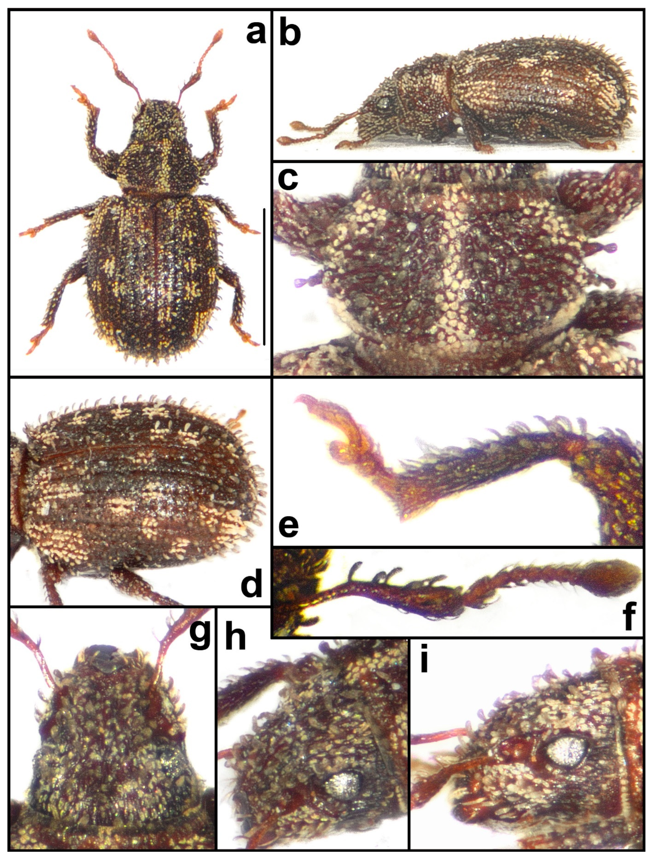 Taxonomy 04 00019 g005