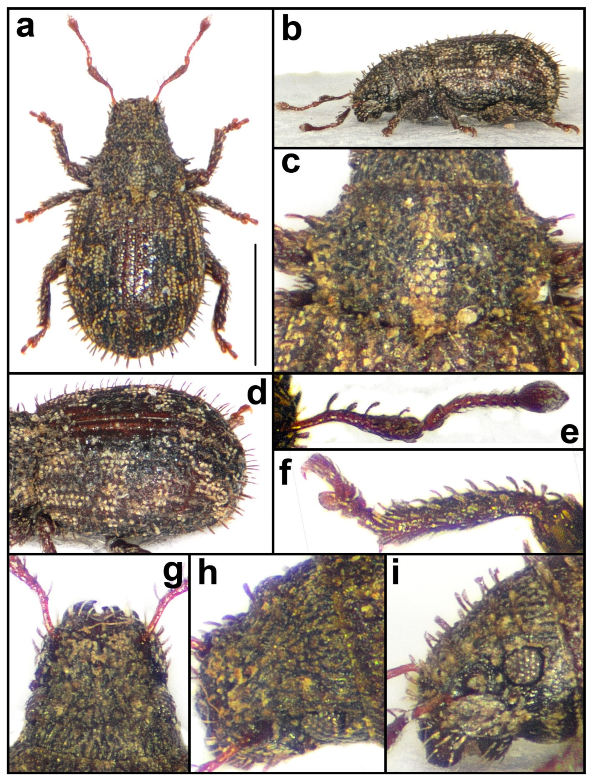 Taxonomy 04 00019 g011