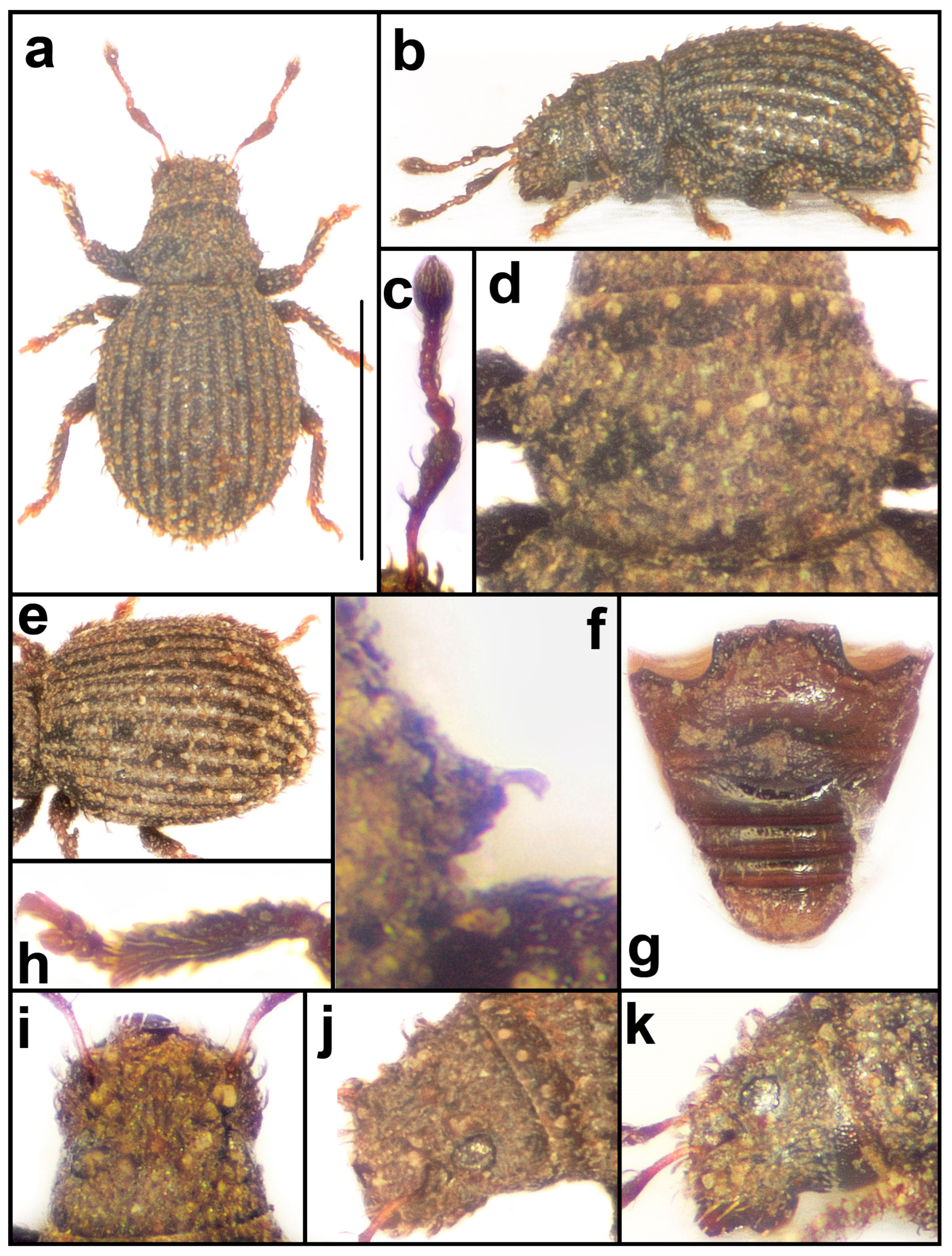 Taxonomy 04 00019 g015