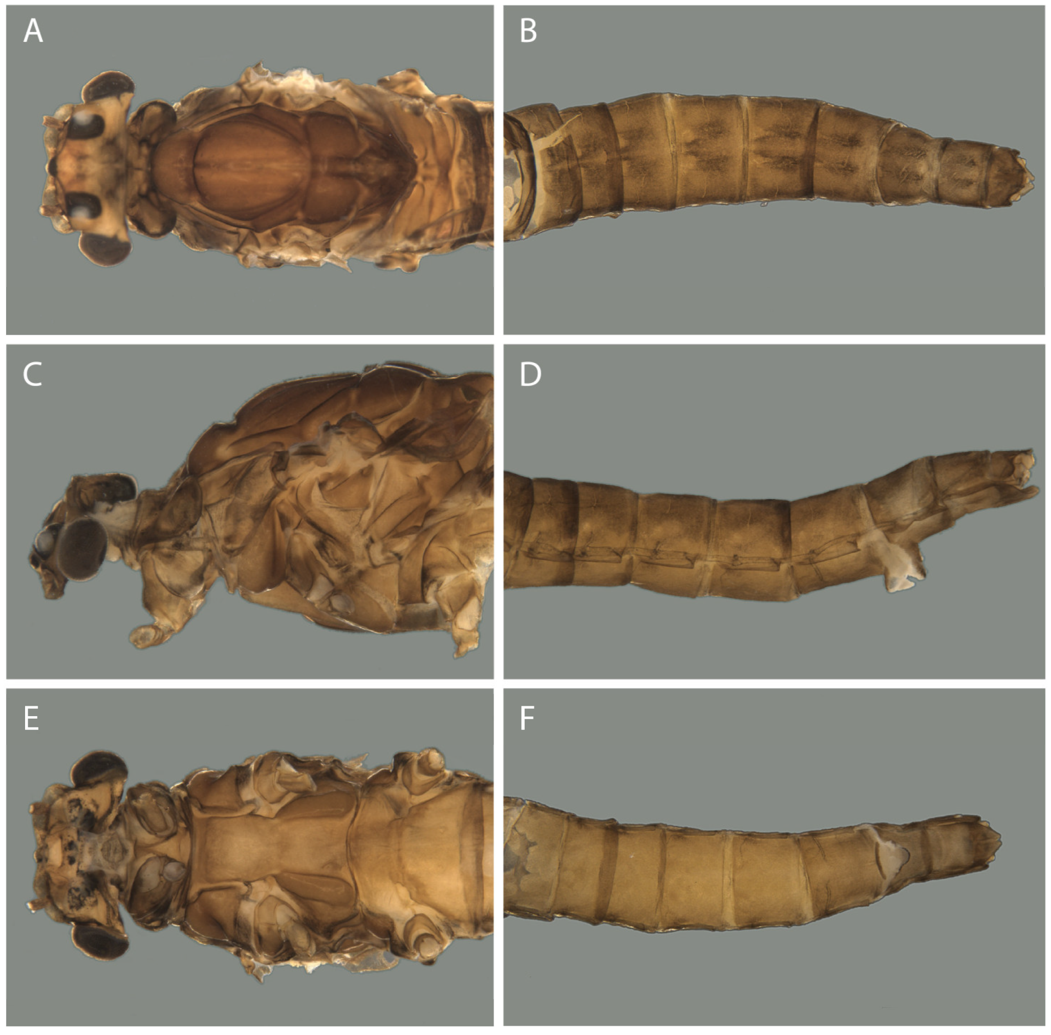 Taxonomy 04 00021 g002