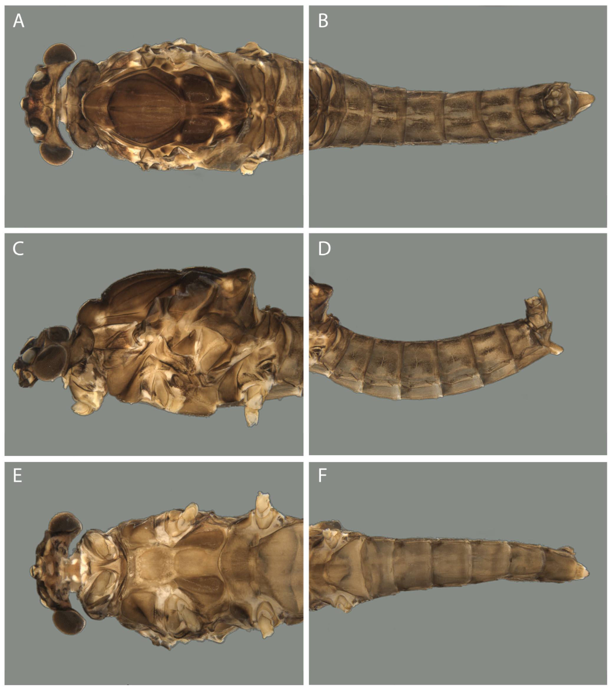 Taxonomy 04 00021 g004