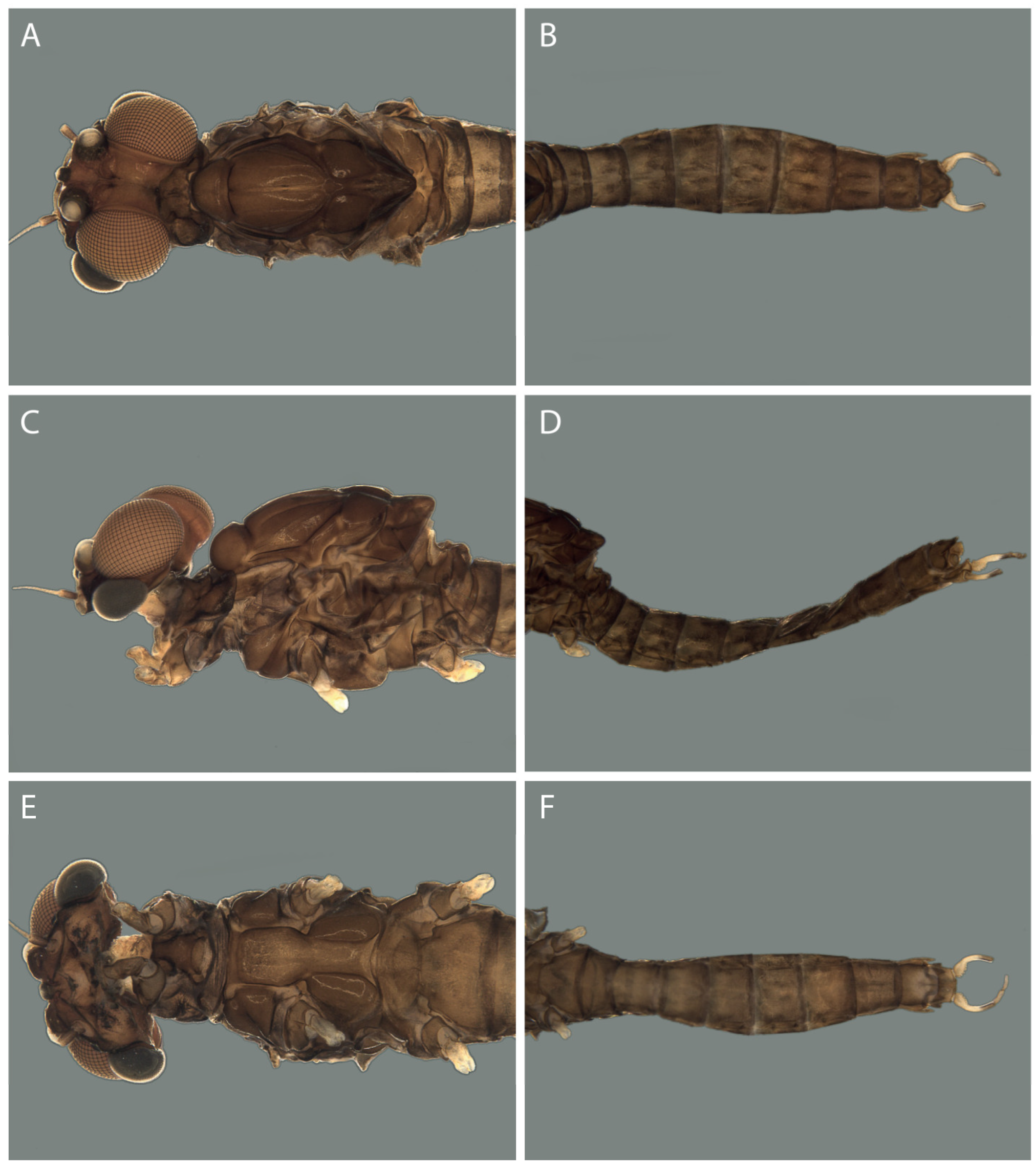 Taxonomy 04 00021 g005