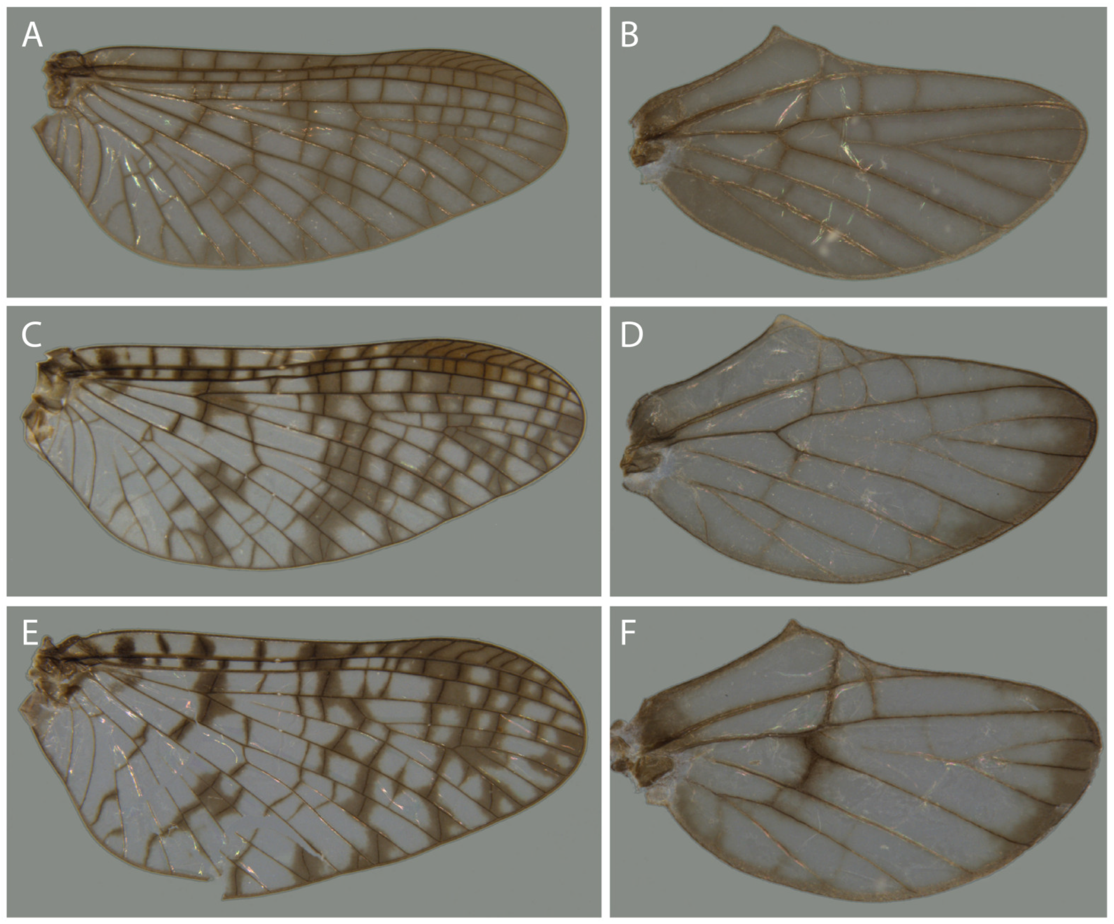 Taxonomy 04 00021 g007