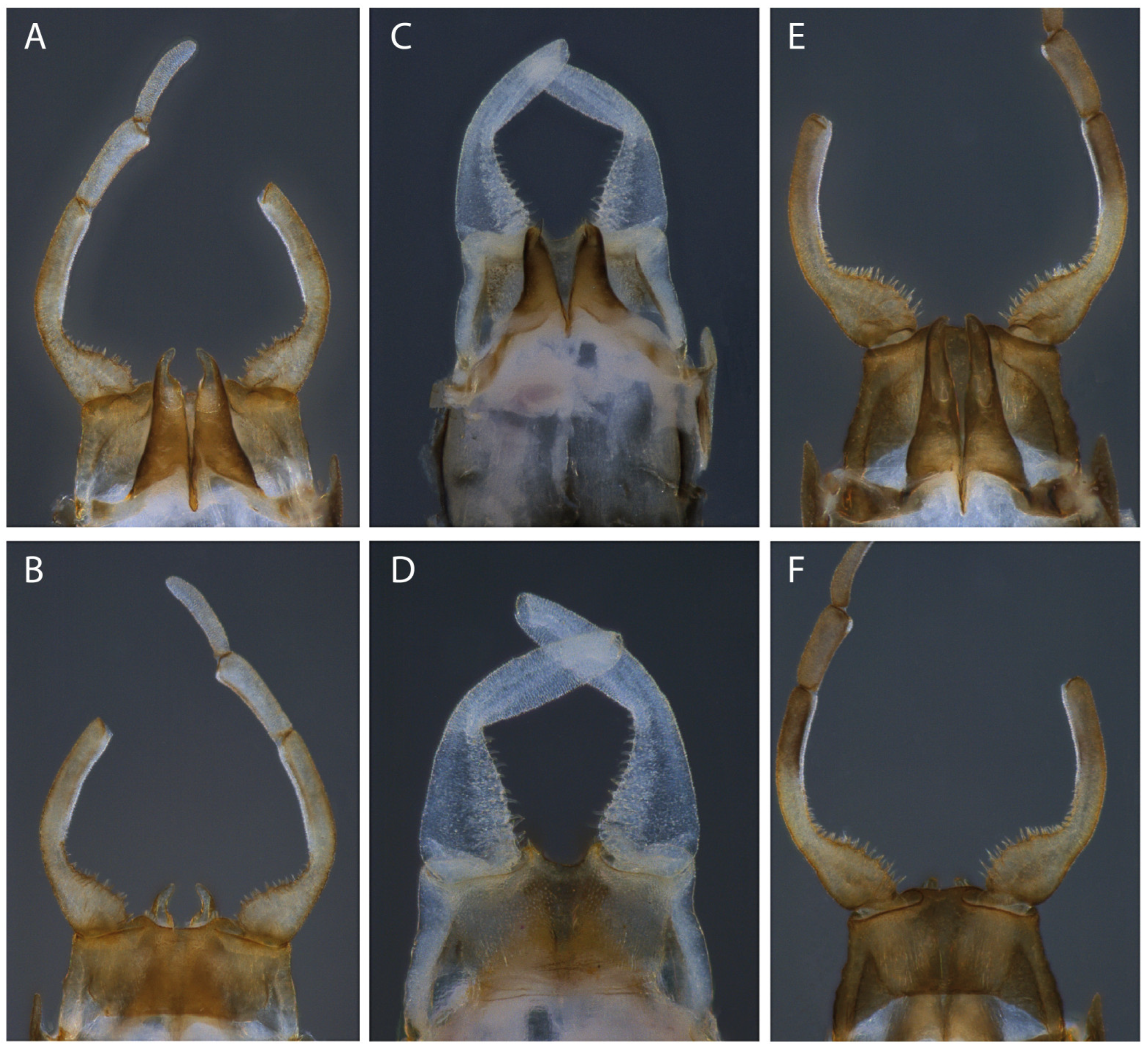 Taxonomy 04 00021 g008