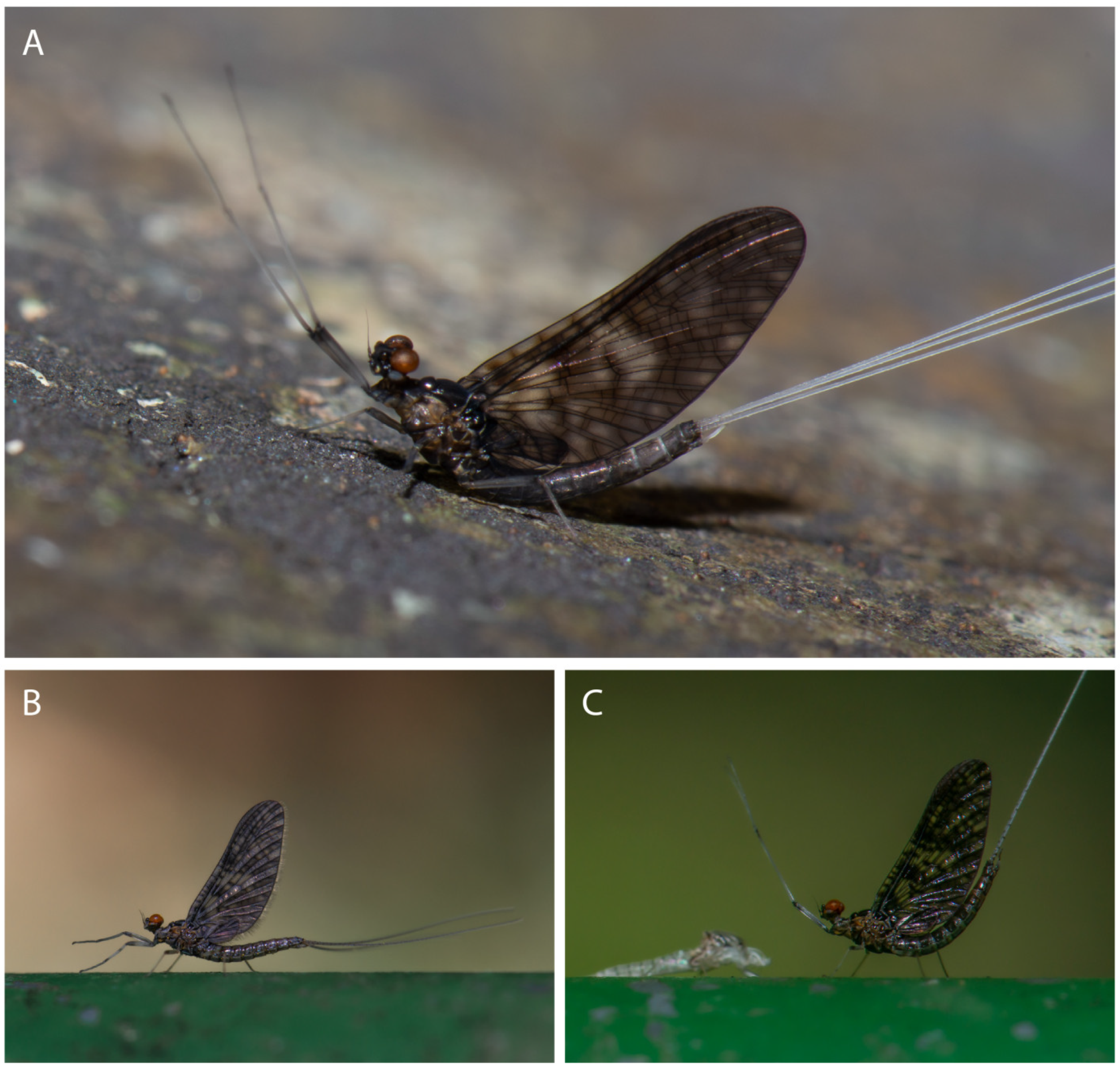 Taxonomy 04 00021 g009