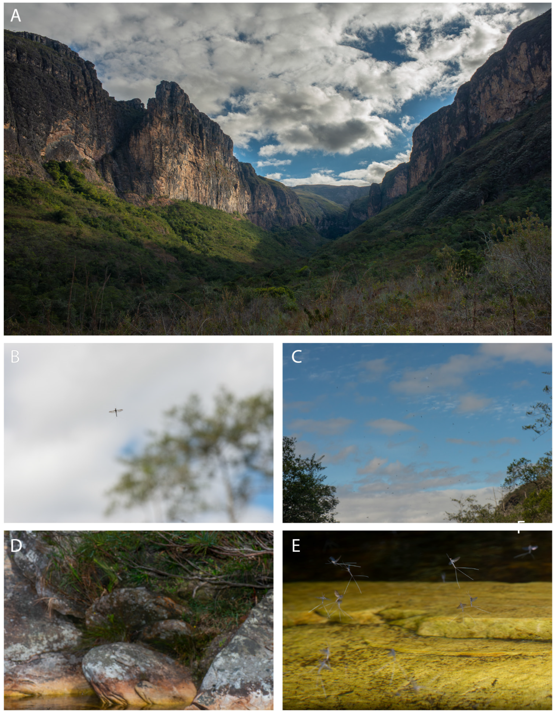 Taxonomy 04 00021 g010