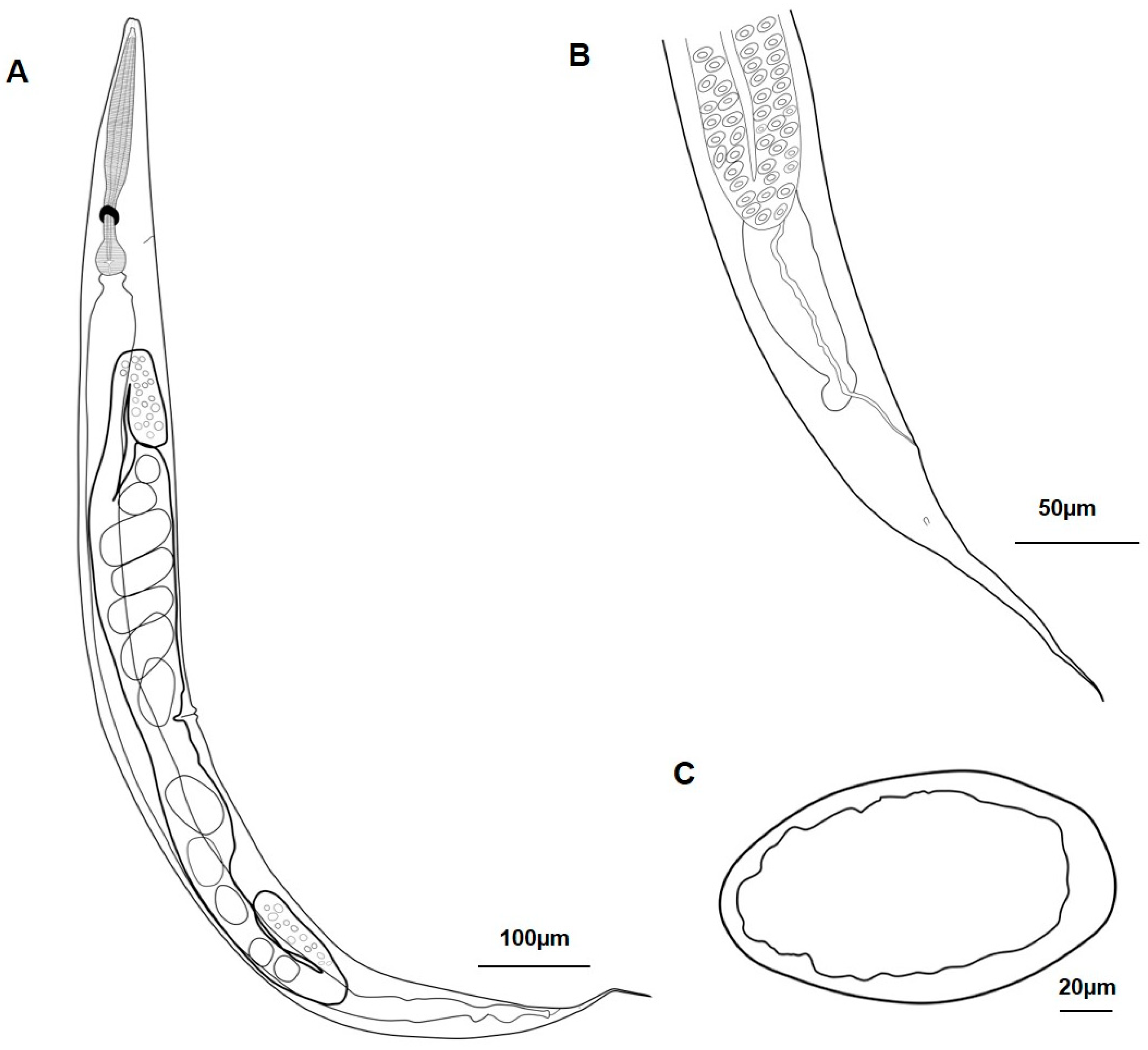 Taxonomy 04 00023 g004 Taxonomy 04 00023 g004