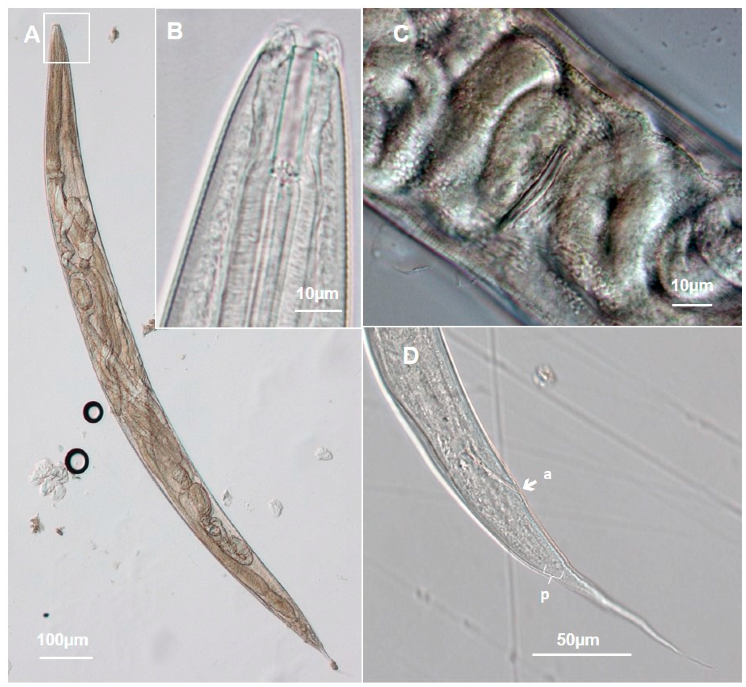 Taxonomy 04 00023 g005 Taxonomy 04 00023 g005