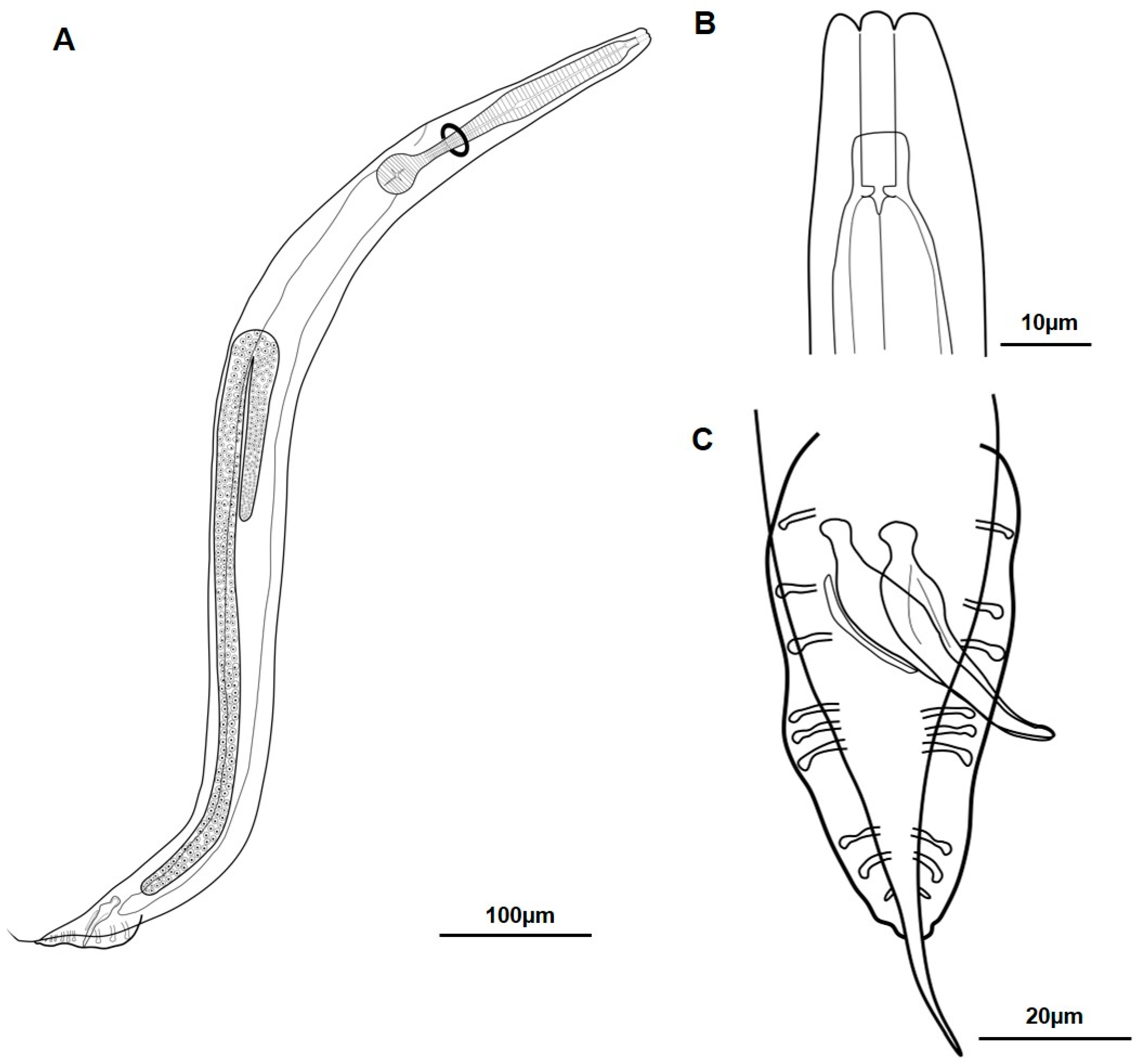 Taxonomy 04 00023 g007 Taxonomy 04 00023 g007