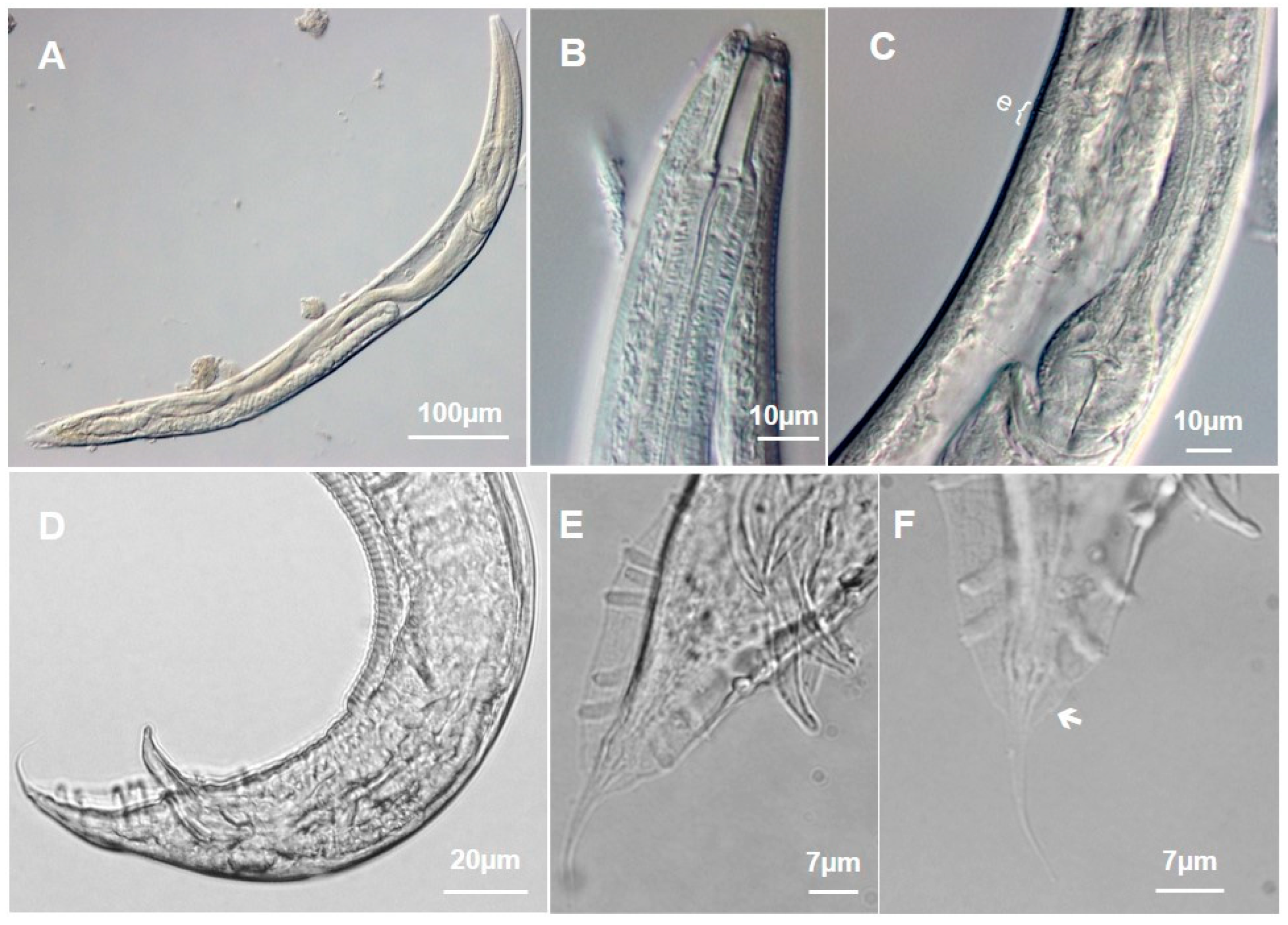 Taxonomy 04 00023 g008 Taxonomy 04 00023 g008