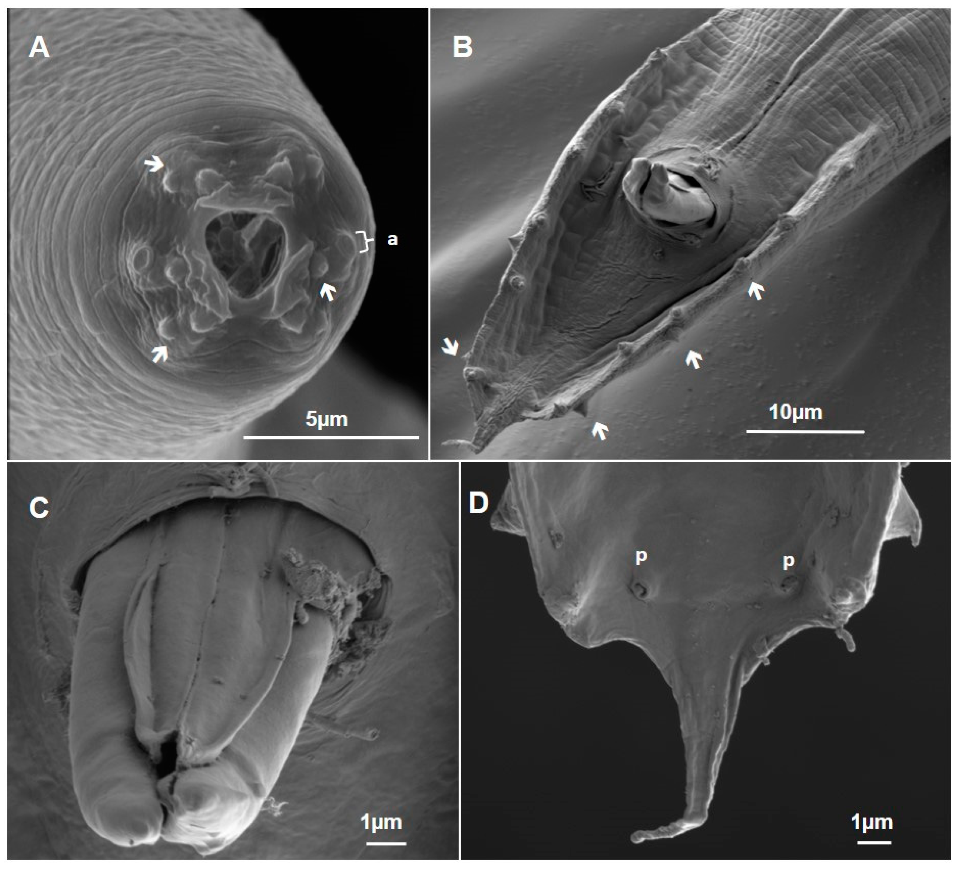 Taxonomy 04 00023 g009 Taxonomy 04 00023 g009