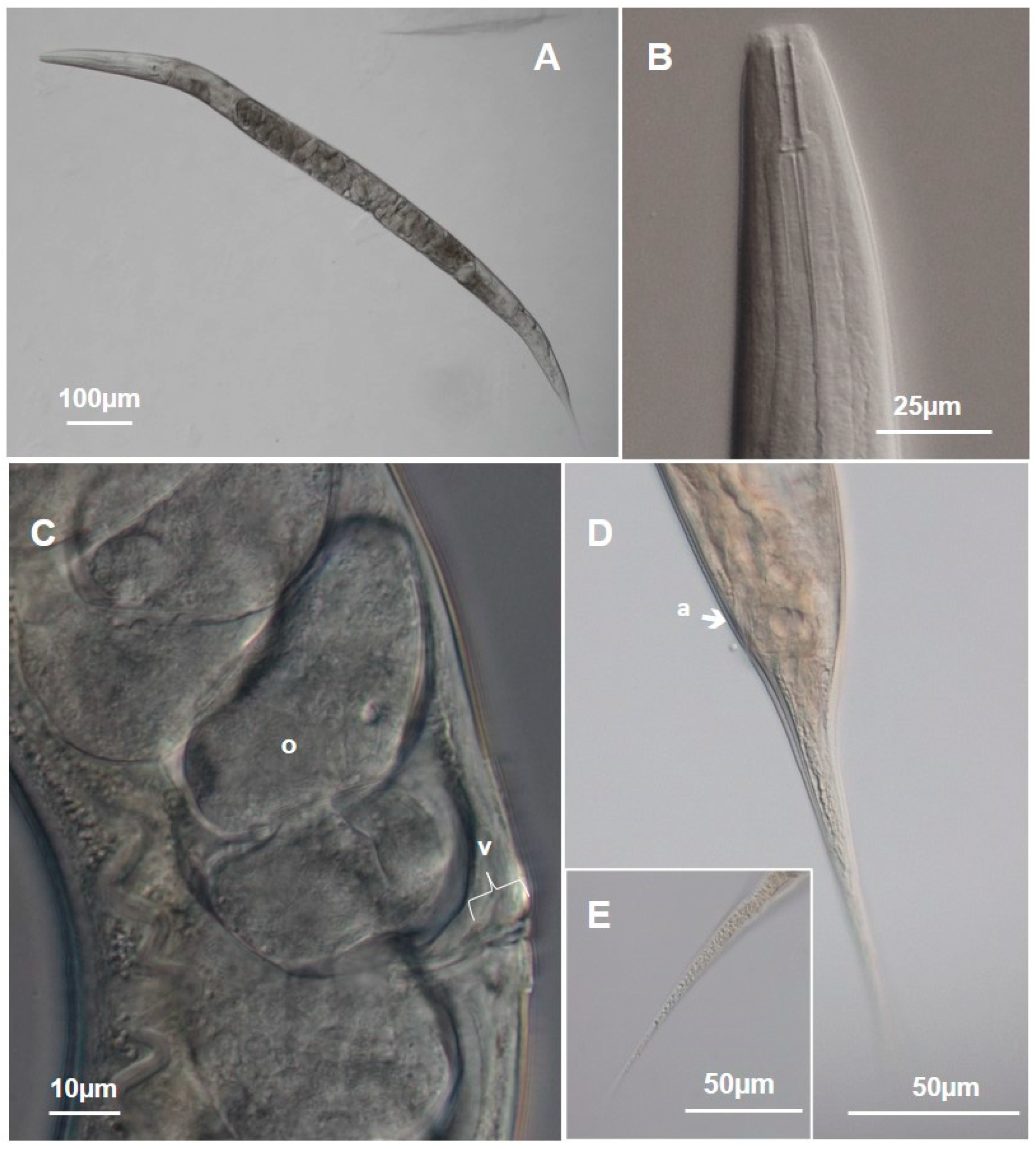 Taxonomy 04 00023 g010 Taxonomy 04 00023 g010