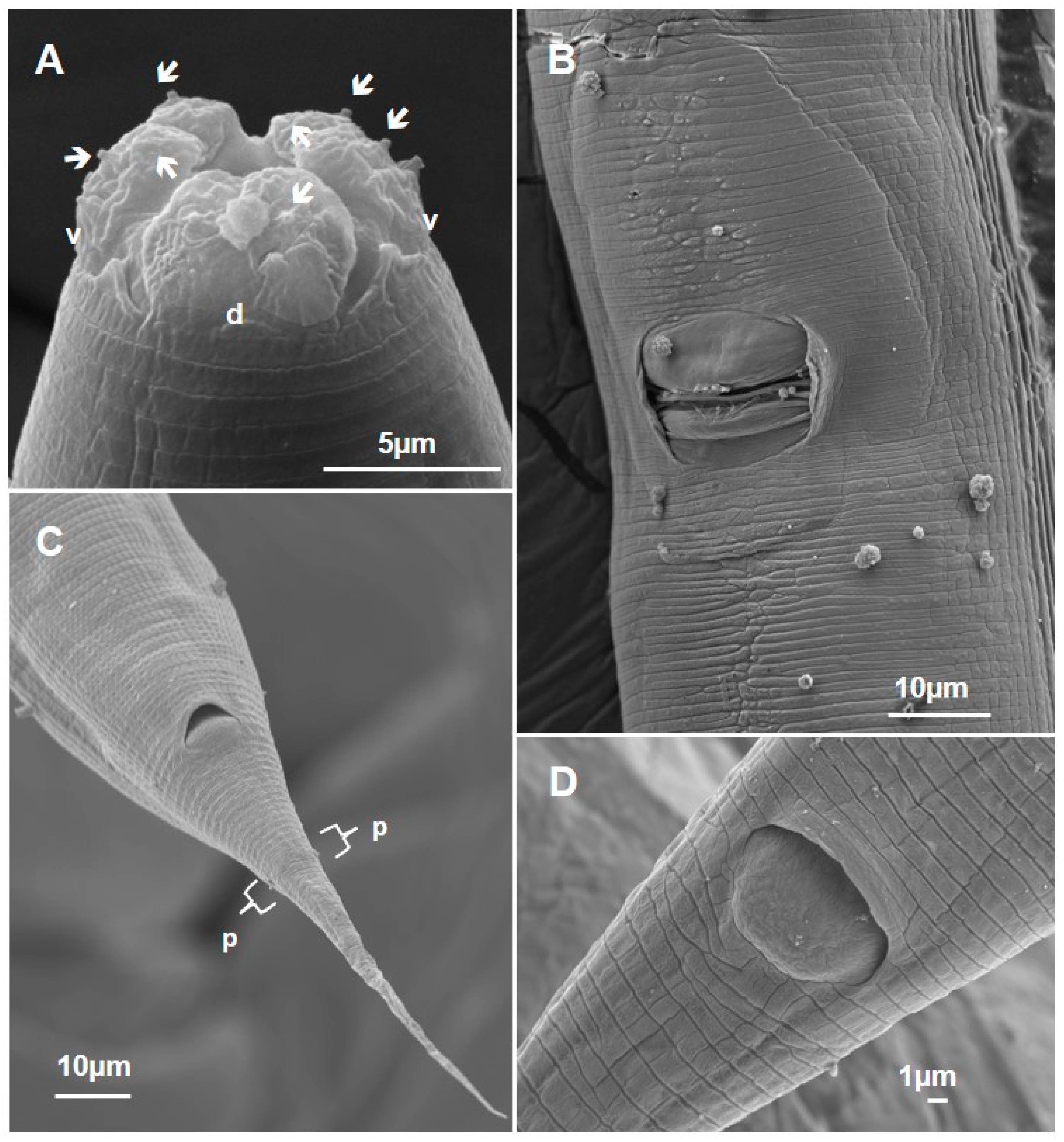 Taxonomy 04 00023 g011 Taxonomy 04 00023 g011