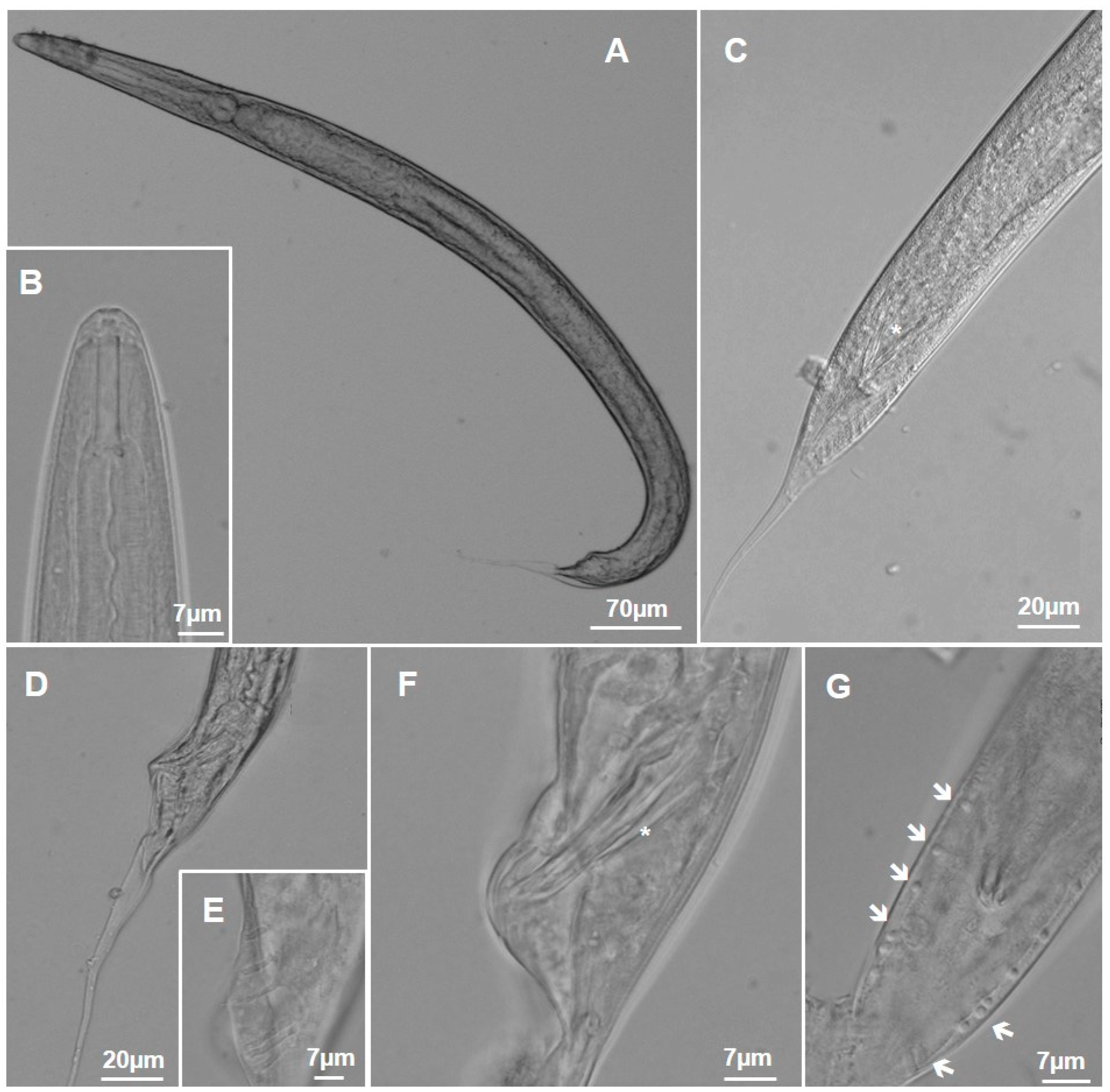 Taxonomy 04 00023 g015 Taxonomy 04 00023 g015