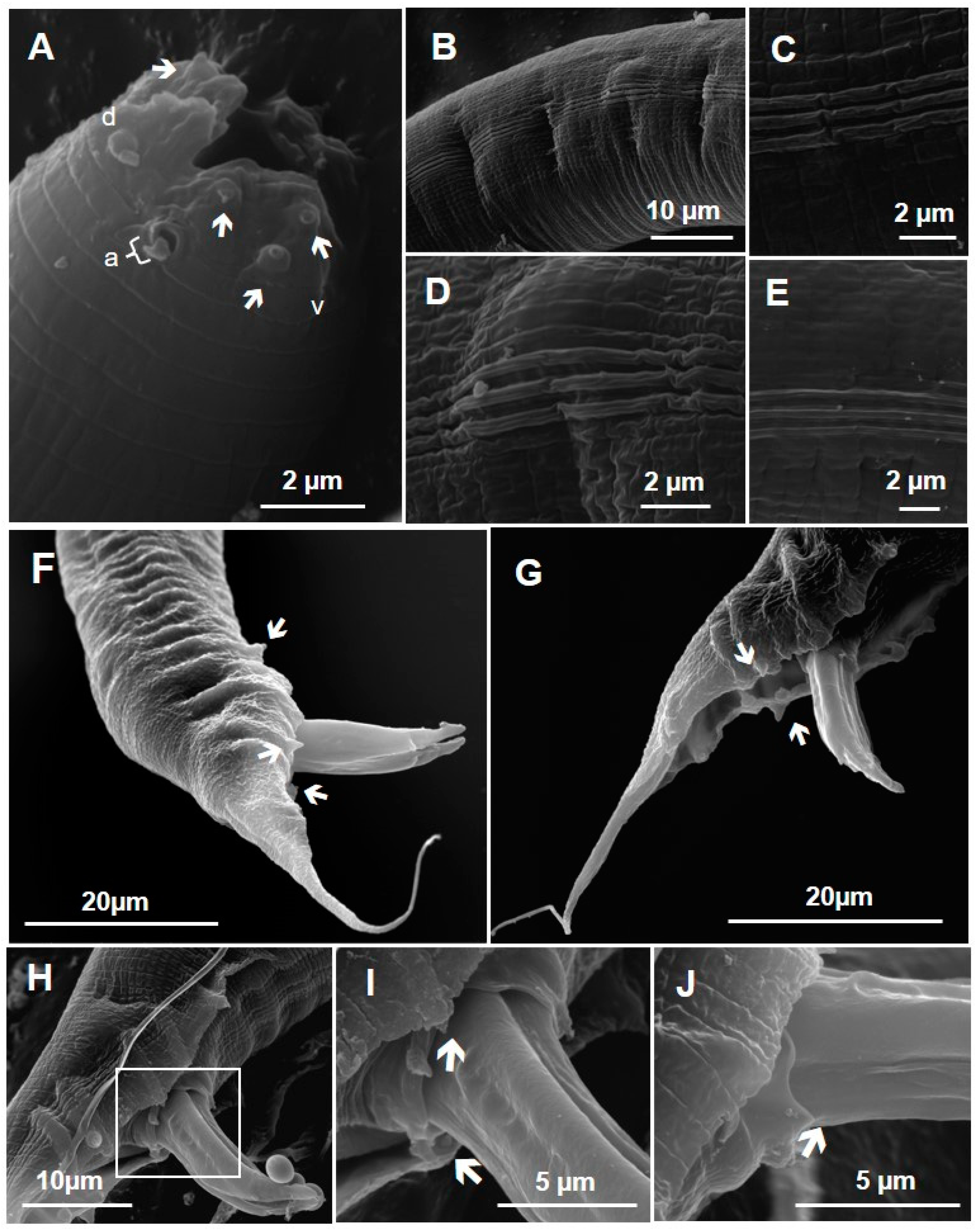 Taxonomy 04 00023 g016 Taxonomy 04 00023 g016