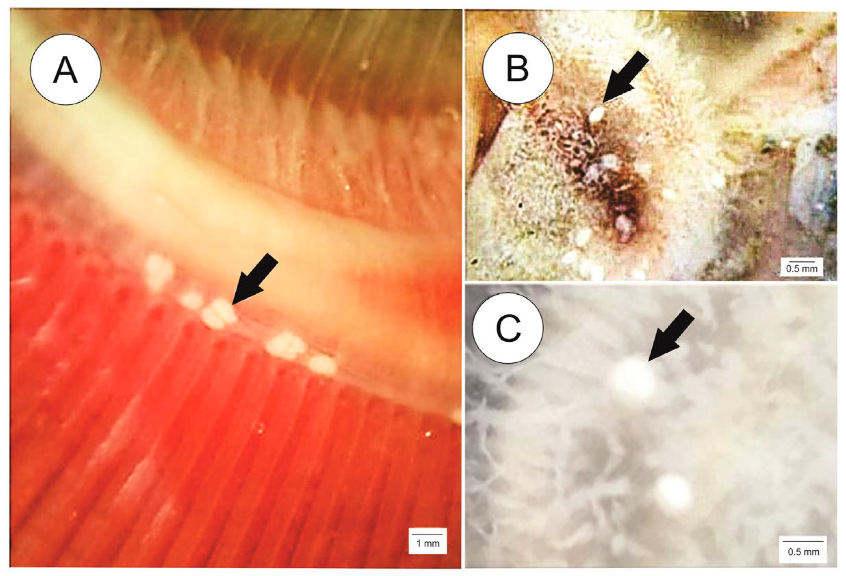 Taxonomy 04 00026 g001