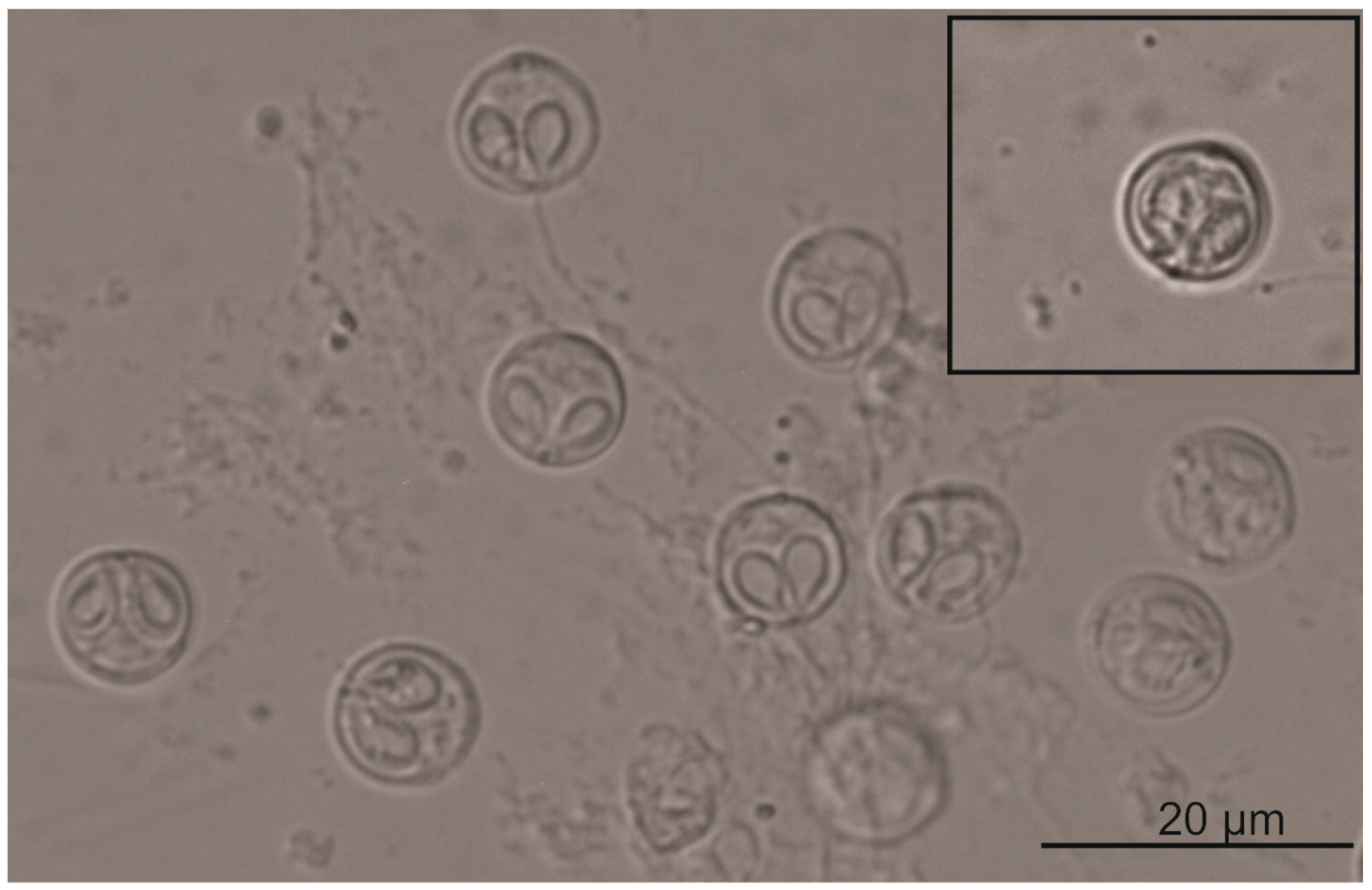 Taxonomy 04 00026 g004