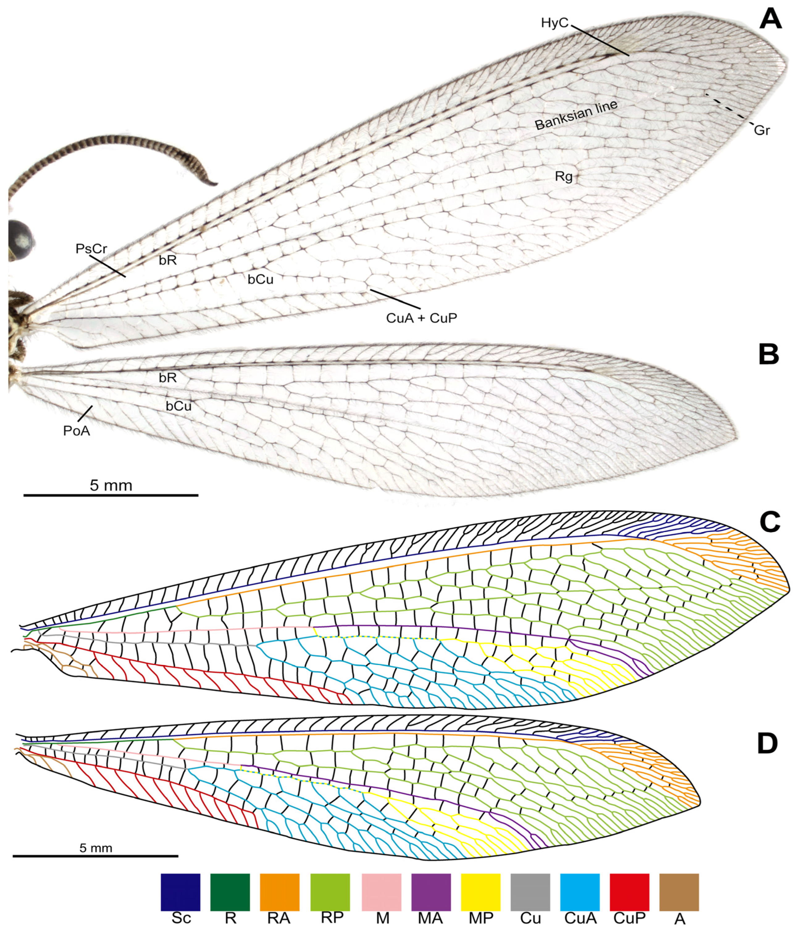 Taxonomy 04 00029 g002 Taxonomy 04 00029 g002