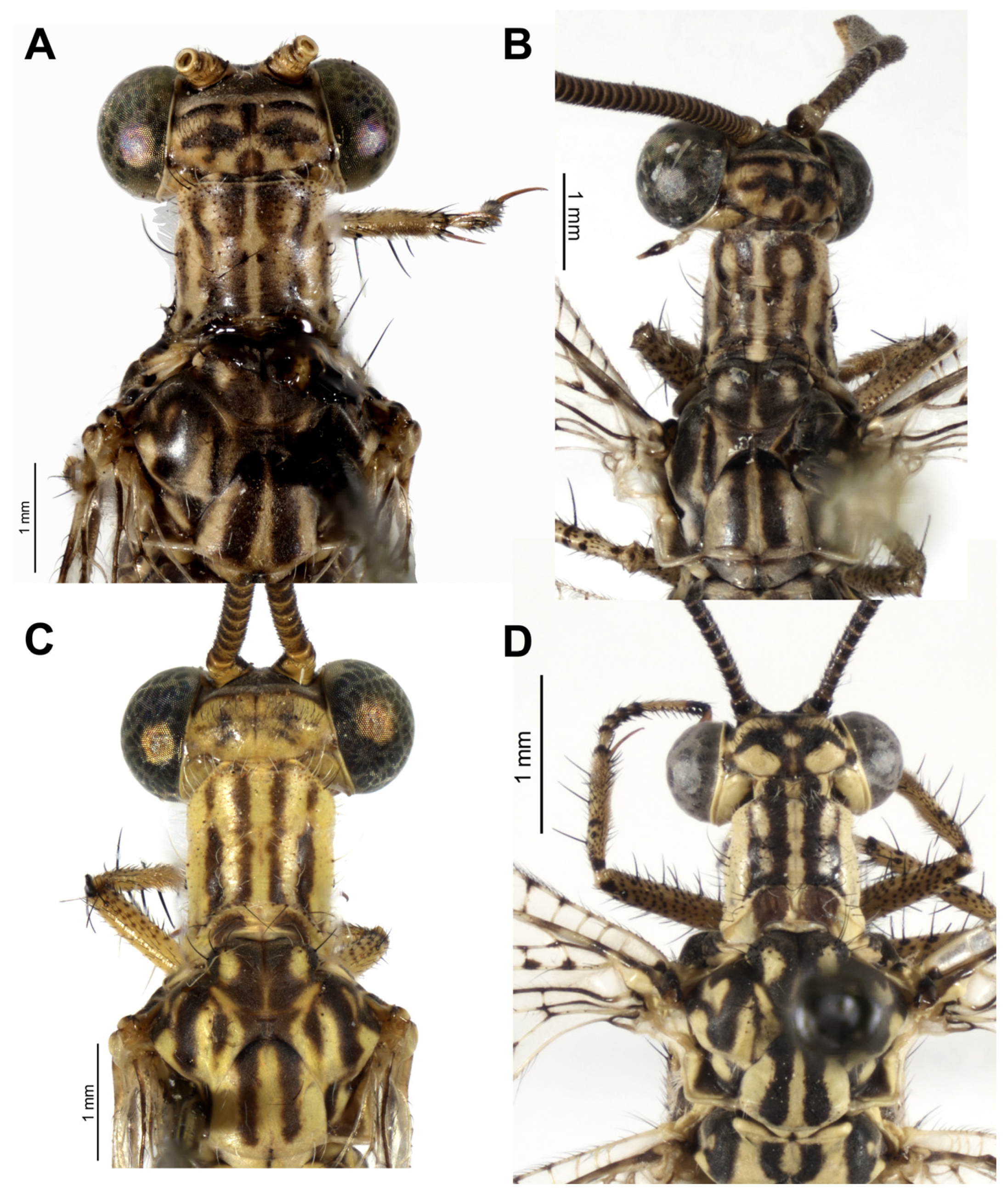 Taxonomy 04 00029 g007 Taxonomy 04 00029 g007