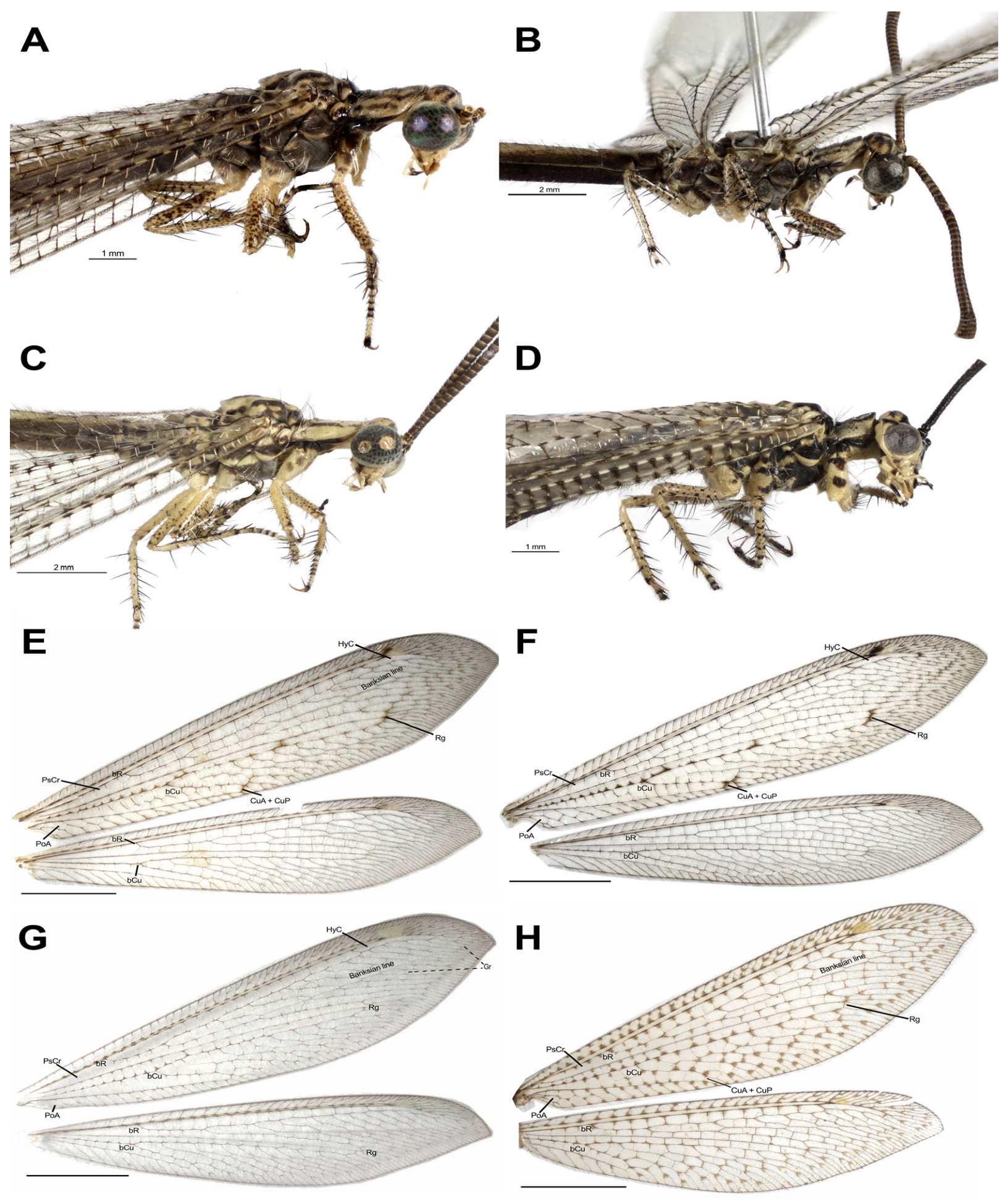 Taxonomy 04 00029 g008 Taxonomy 04 00029 g008