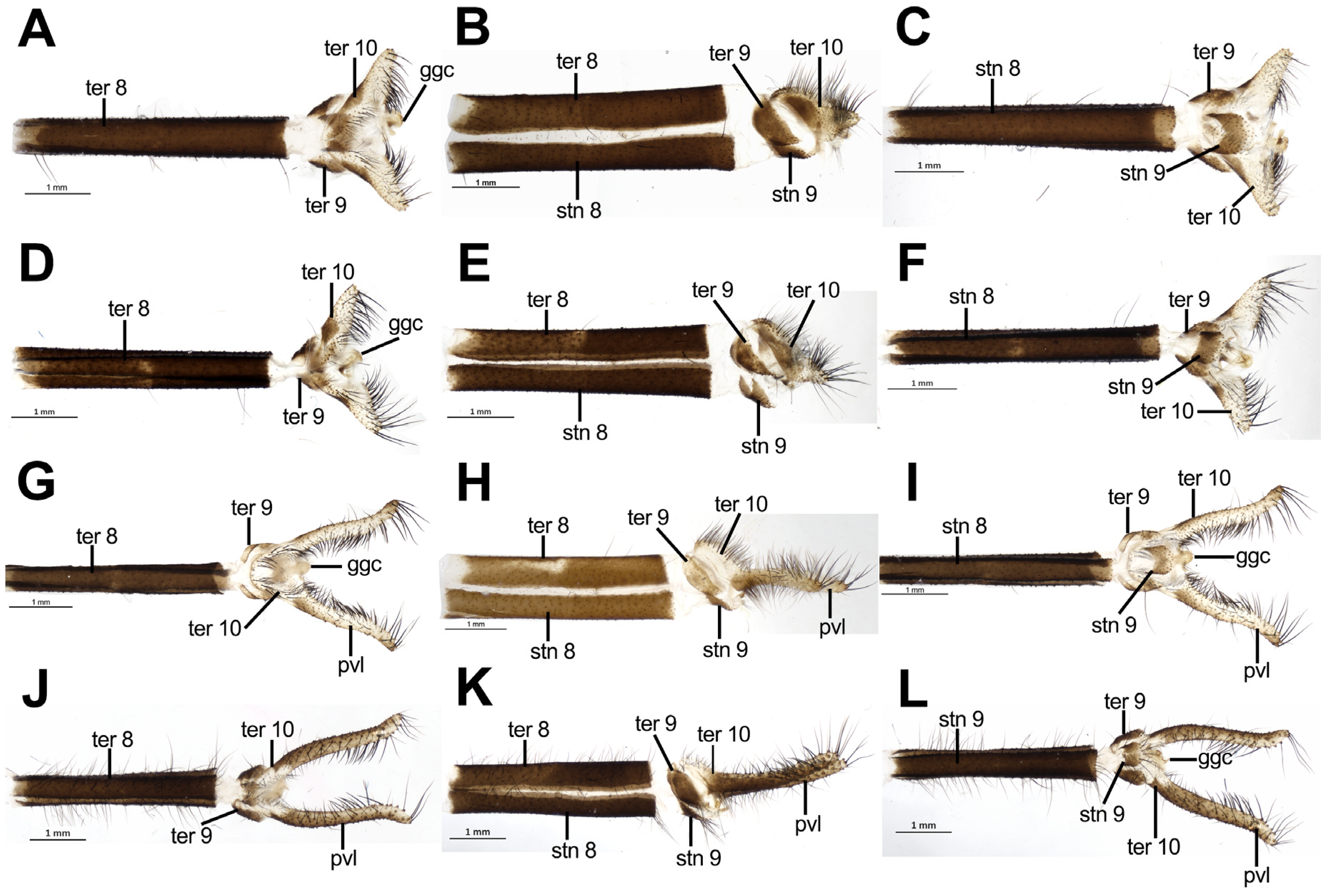 Taxonomy 04 00029 g009 Taxonomy 04 00029 g009