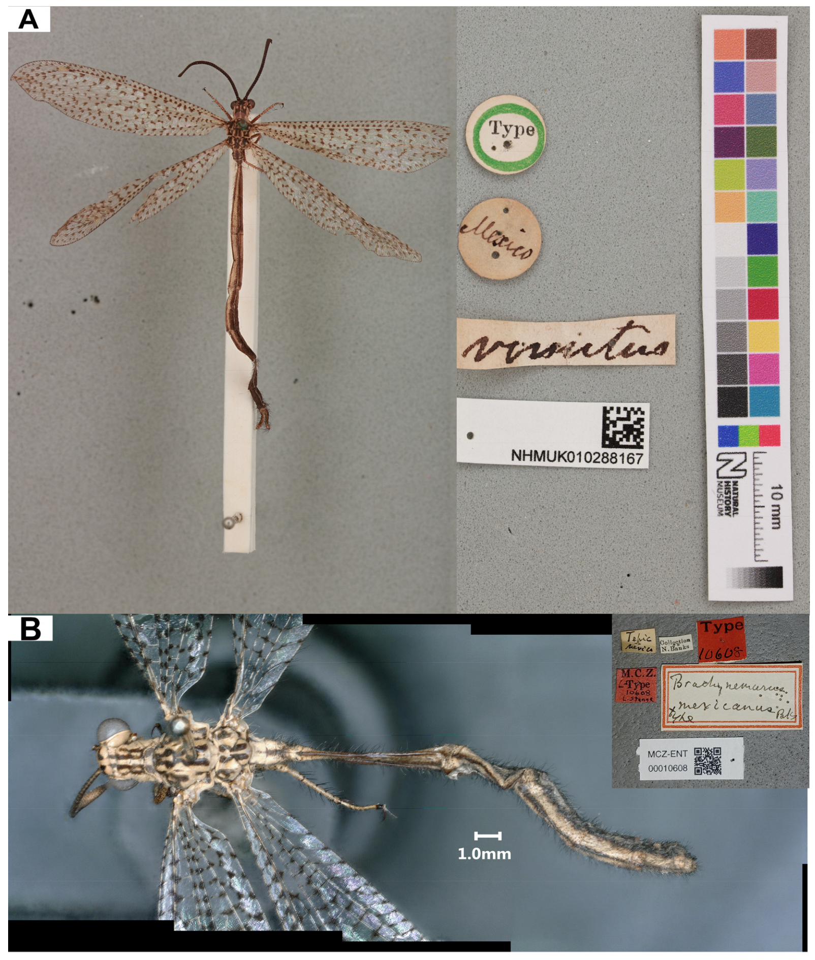 Taxonomy 04 00029 g011 Taxonomy 04 00029 g011