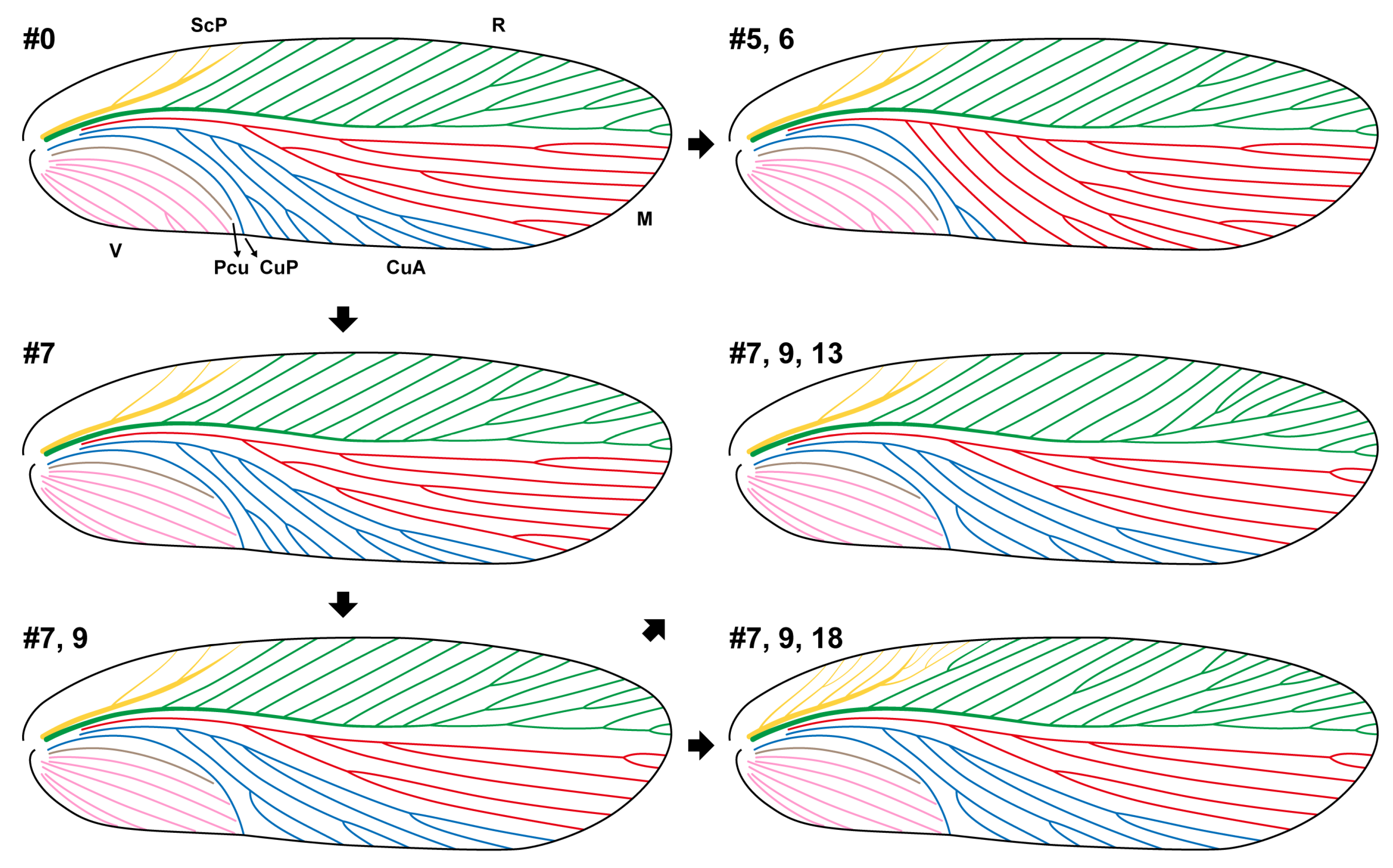 Taxonomy 04 00031 g001